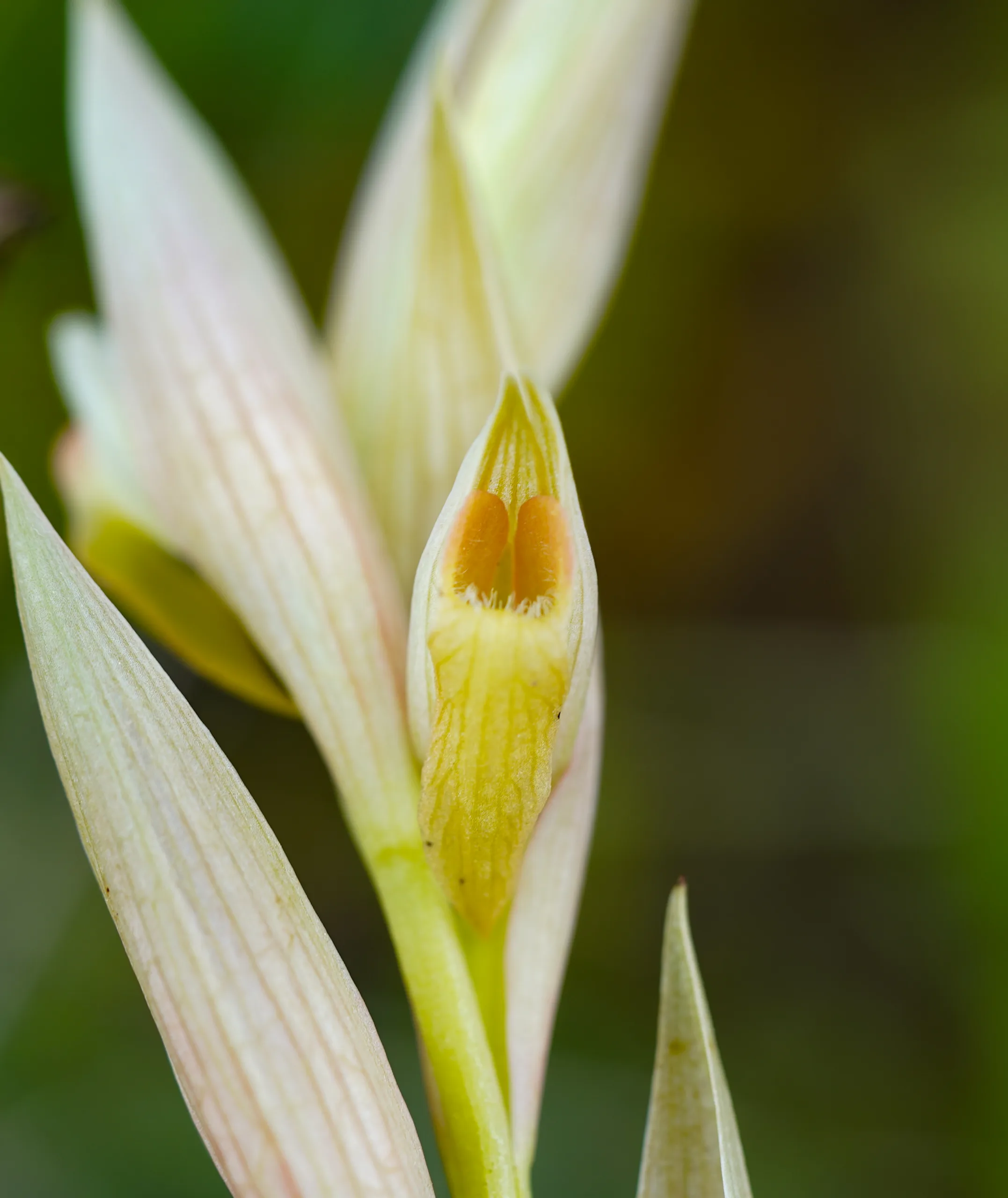Serapias bergonii