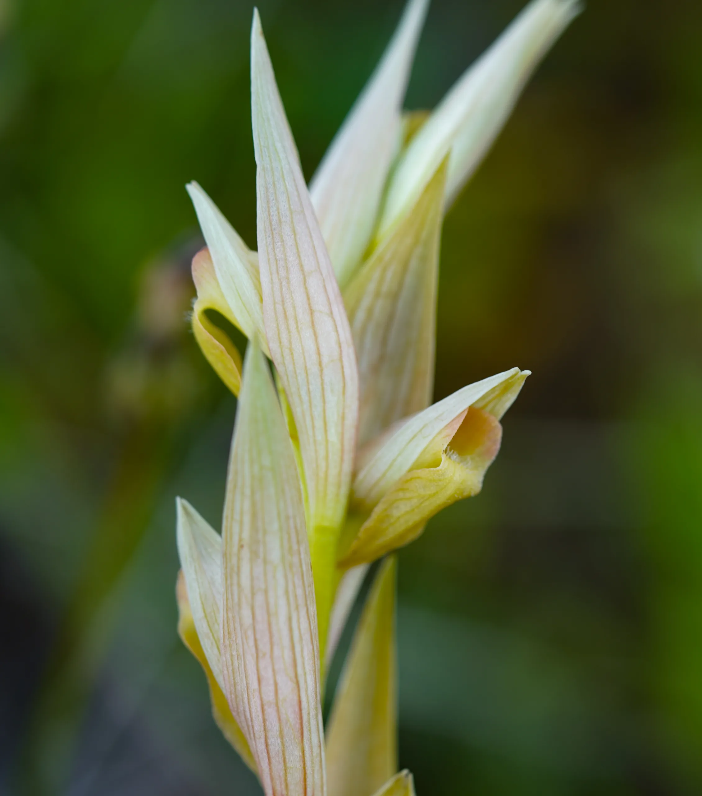 Serapias bergonii