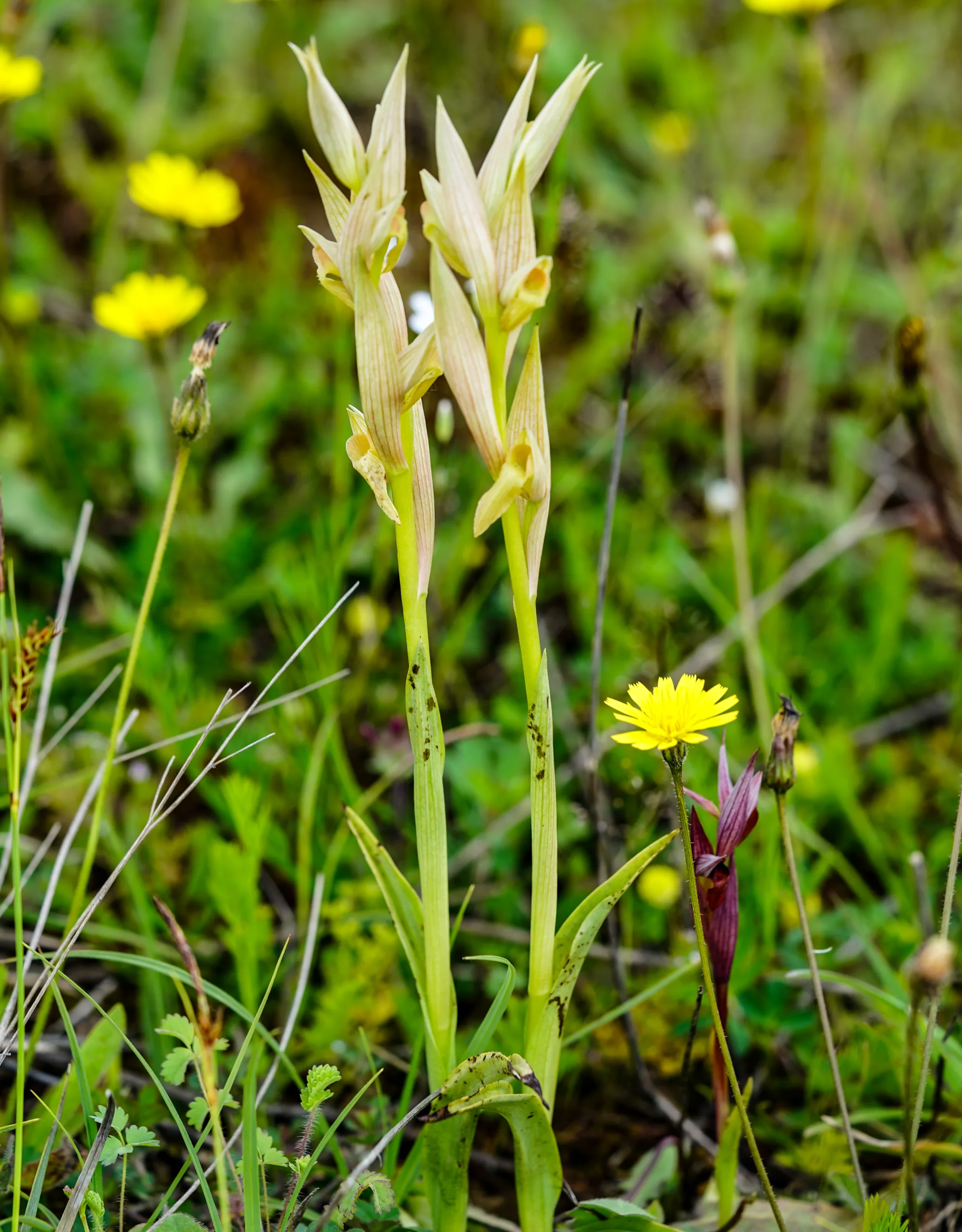 Serapias bergonii