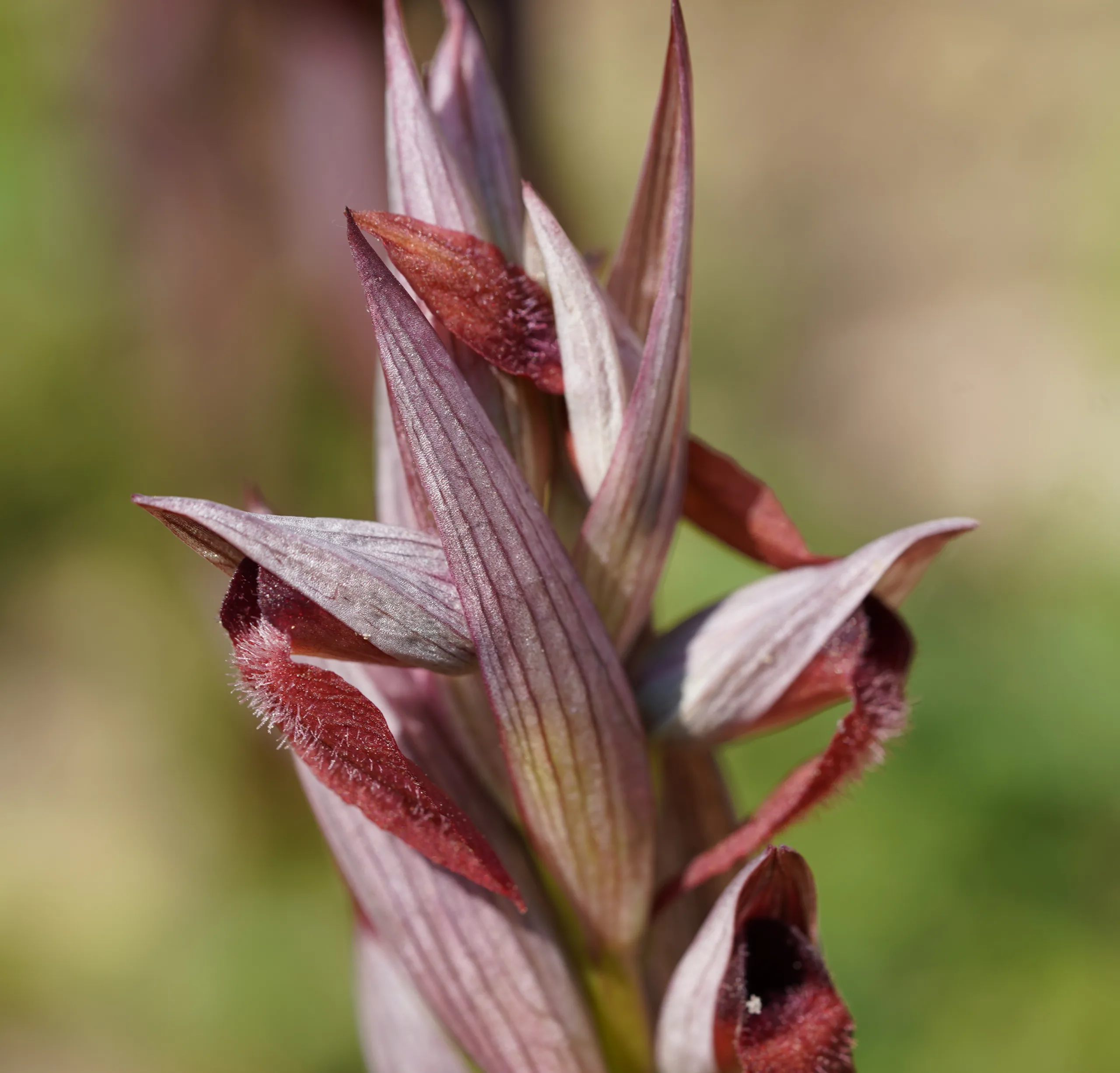 Serapias vomeracea