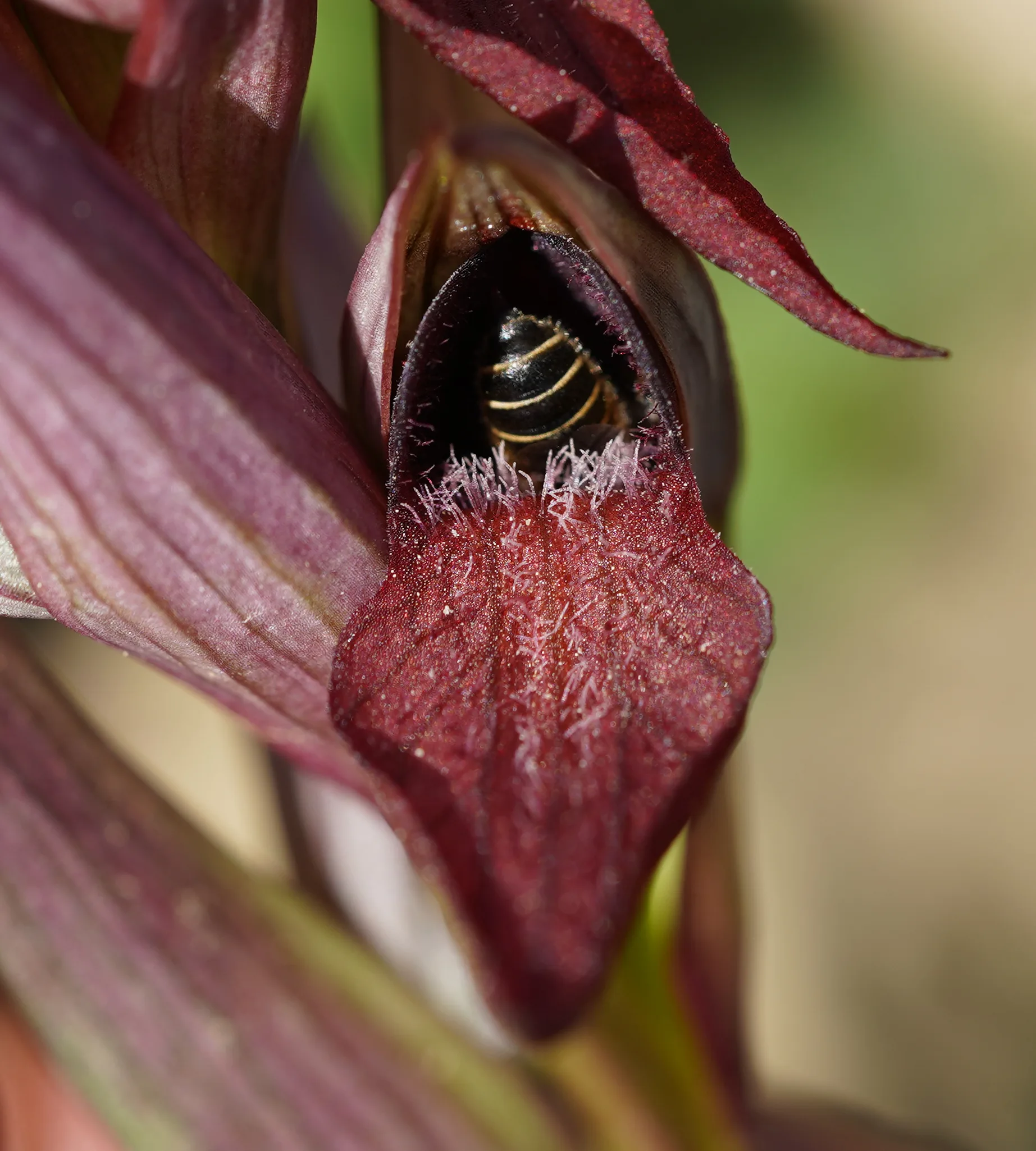 Serapias vomeracea