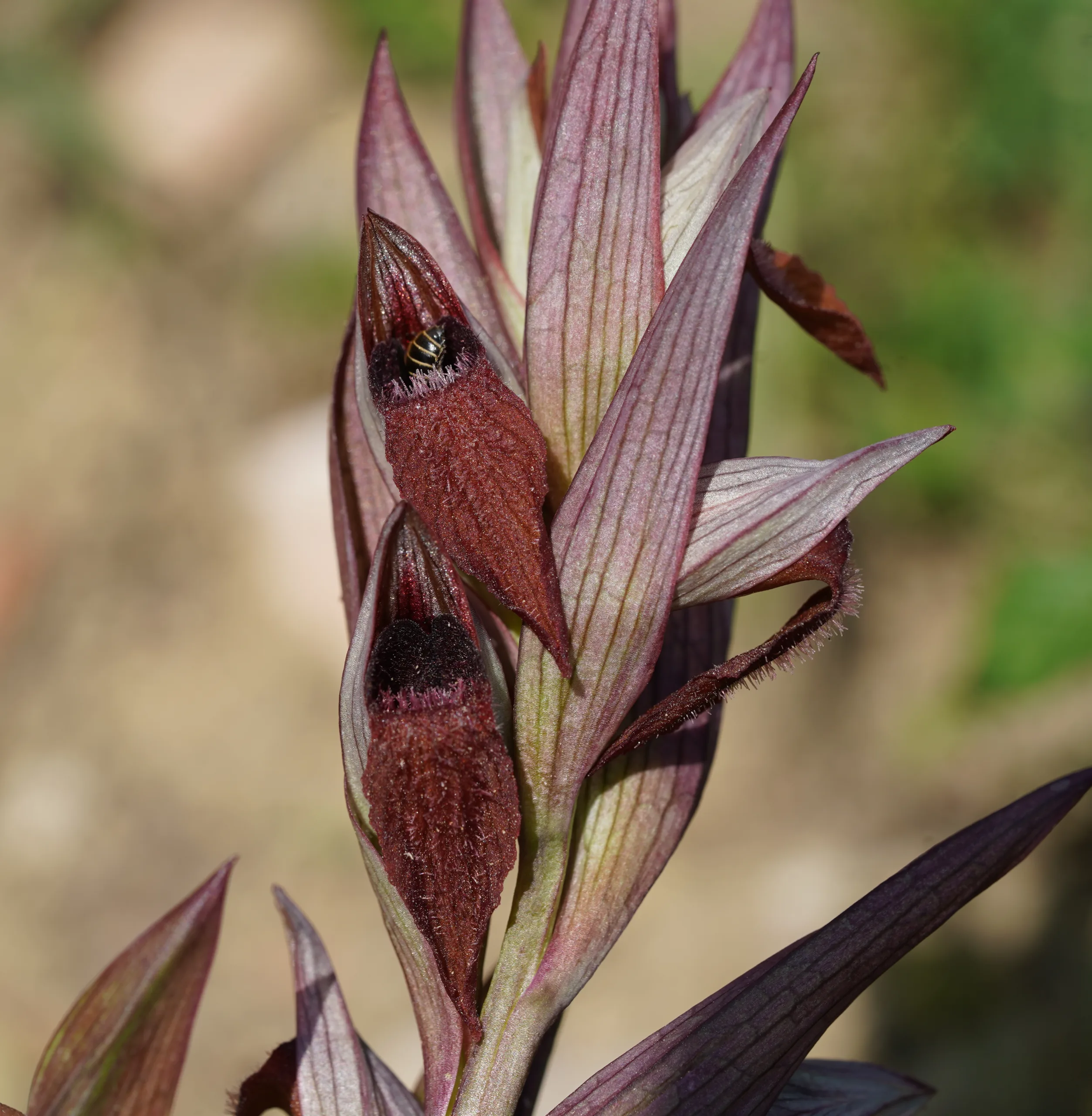 Serapias vomeracea