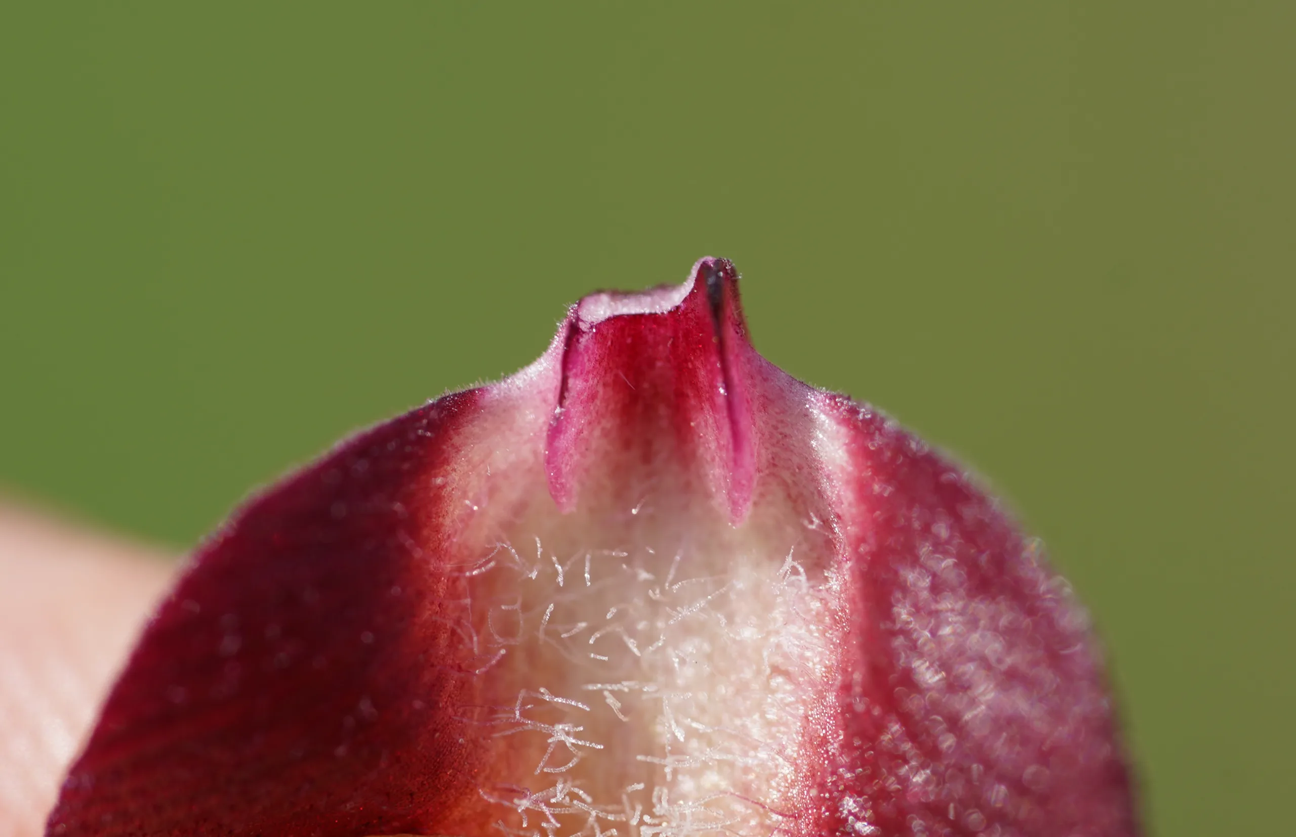 Serapias vomeracea