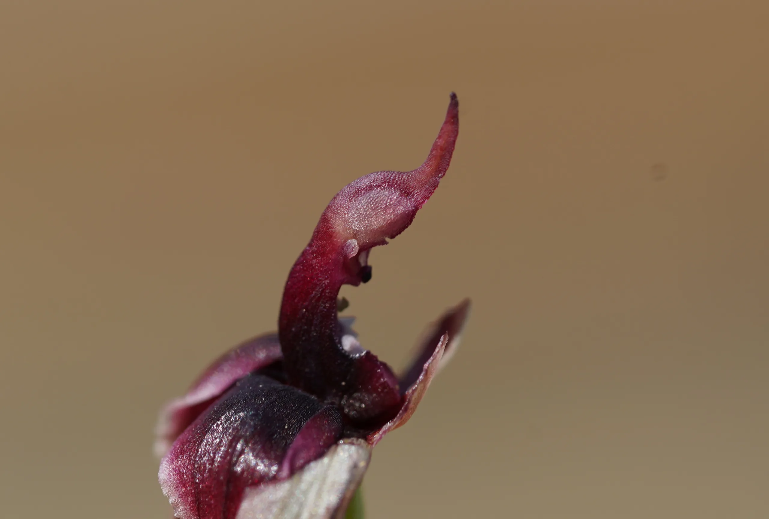 Serapias vomeracea