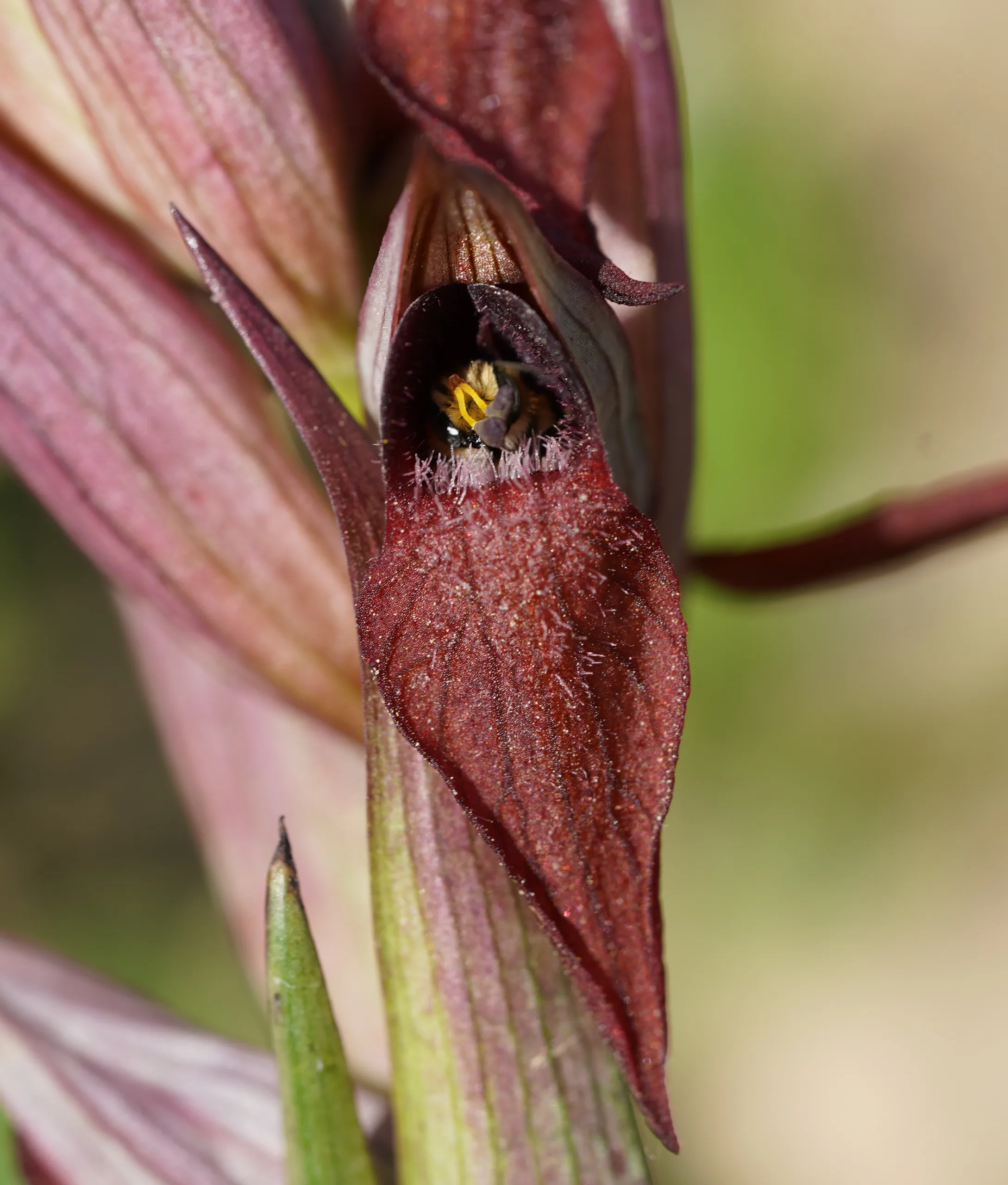 Serapias vomeracea