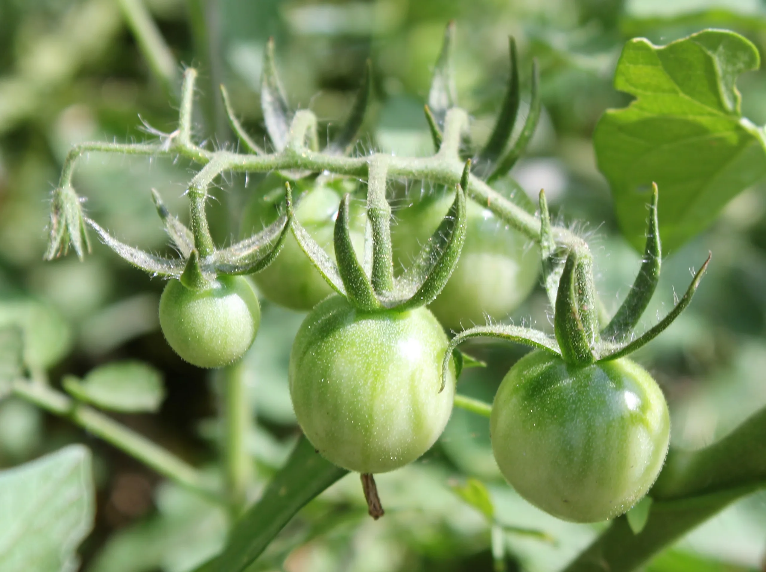 Solanum lycopersicum