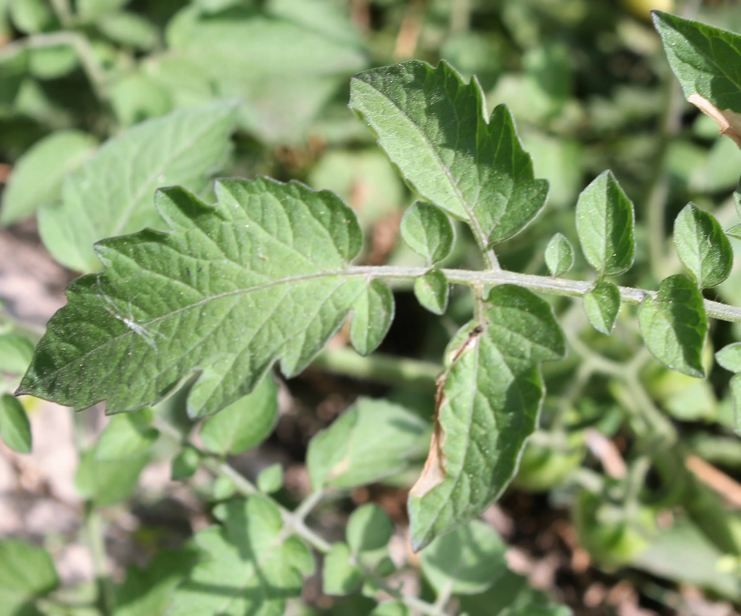 Solanum lycopersicum