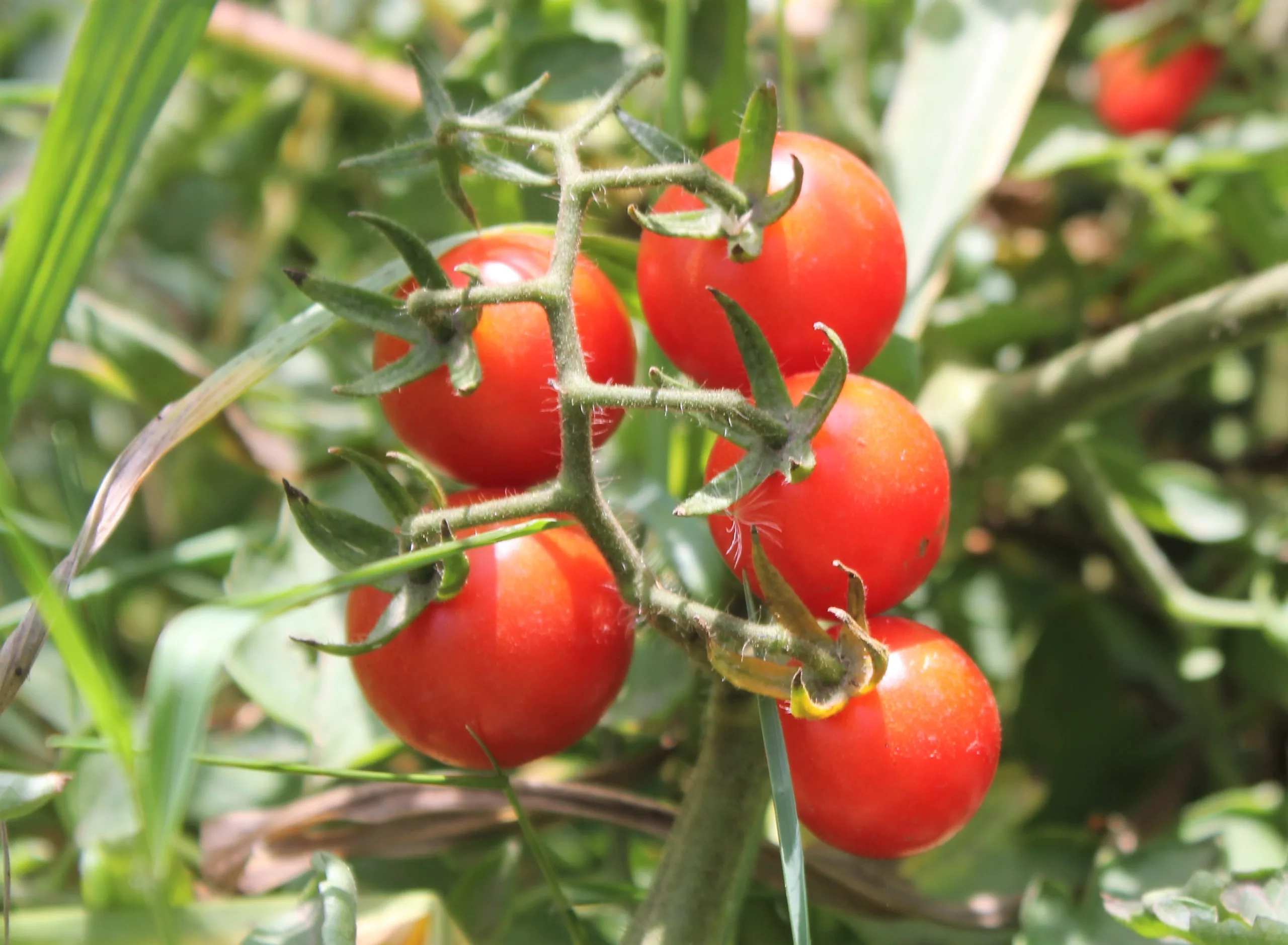 Solanum lycopersicum