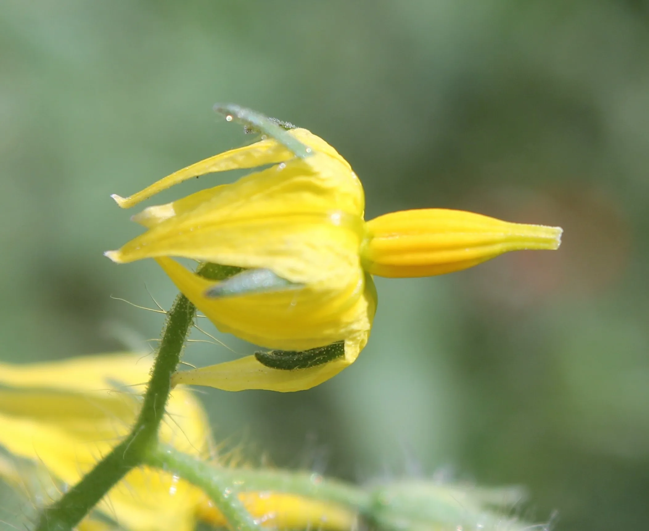 Solanum lycopersicum