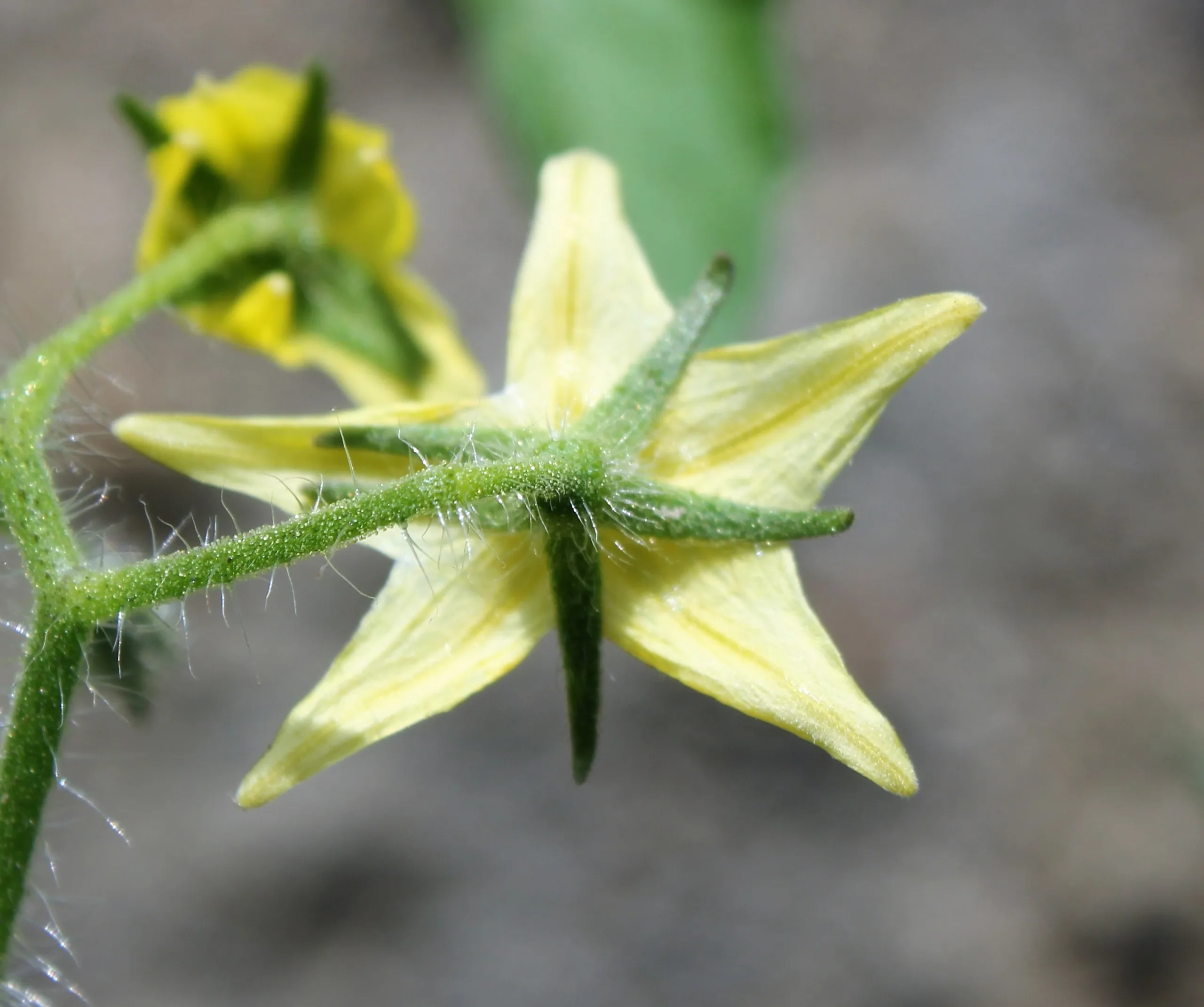 Solanum lycopersicum