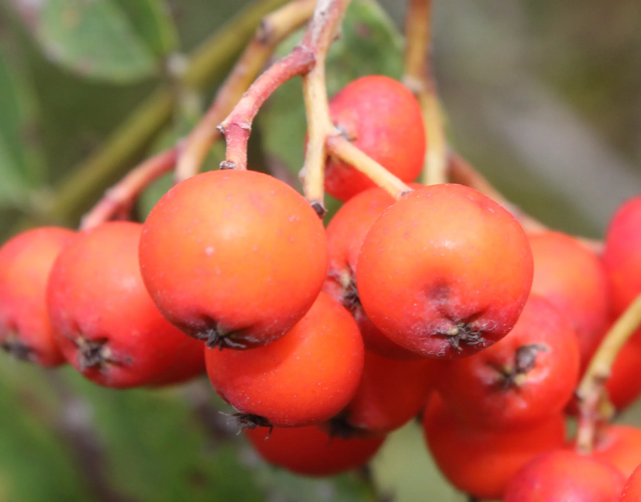 Sorbus (Üvez)