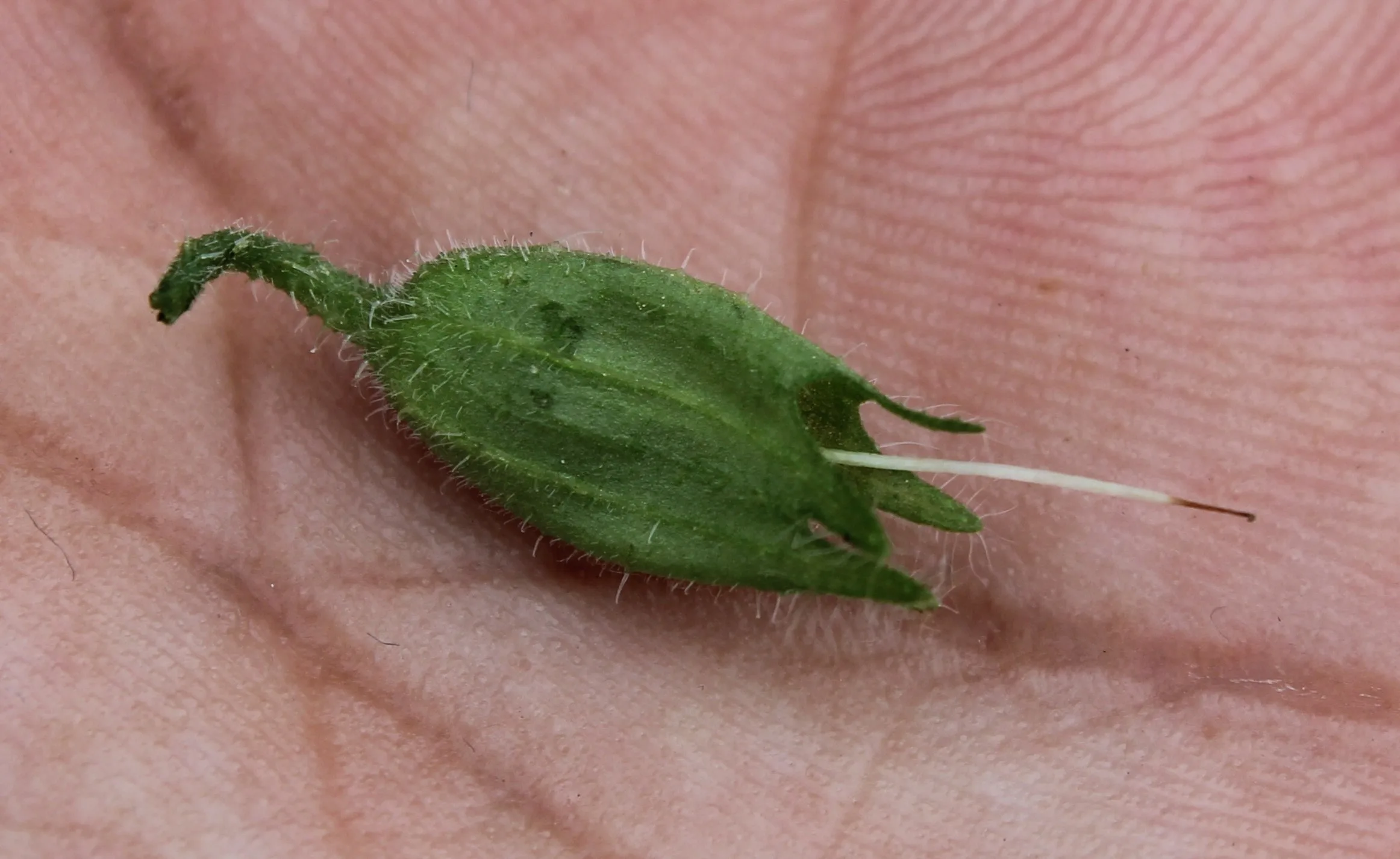 Symphytum orientale
