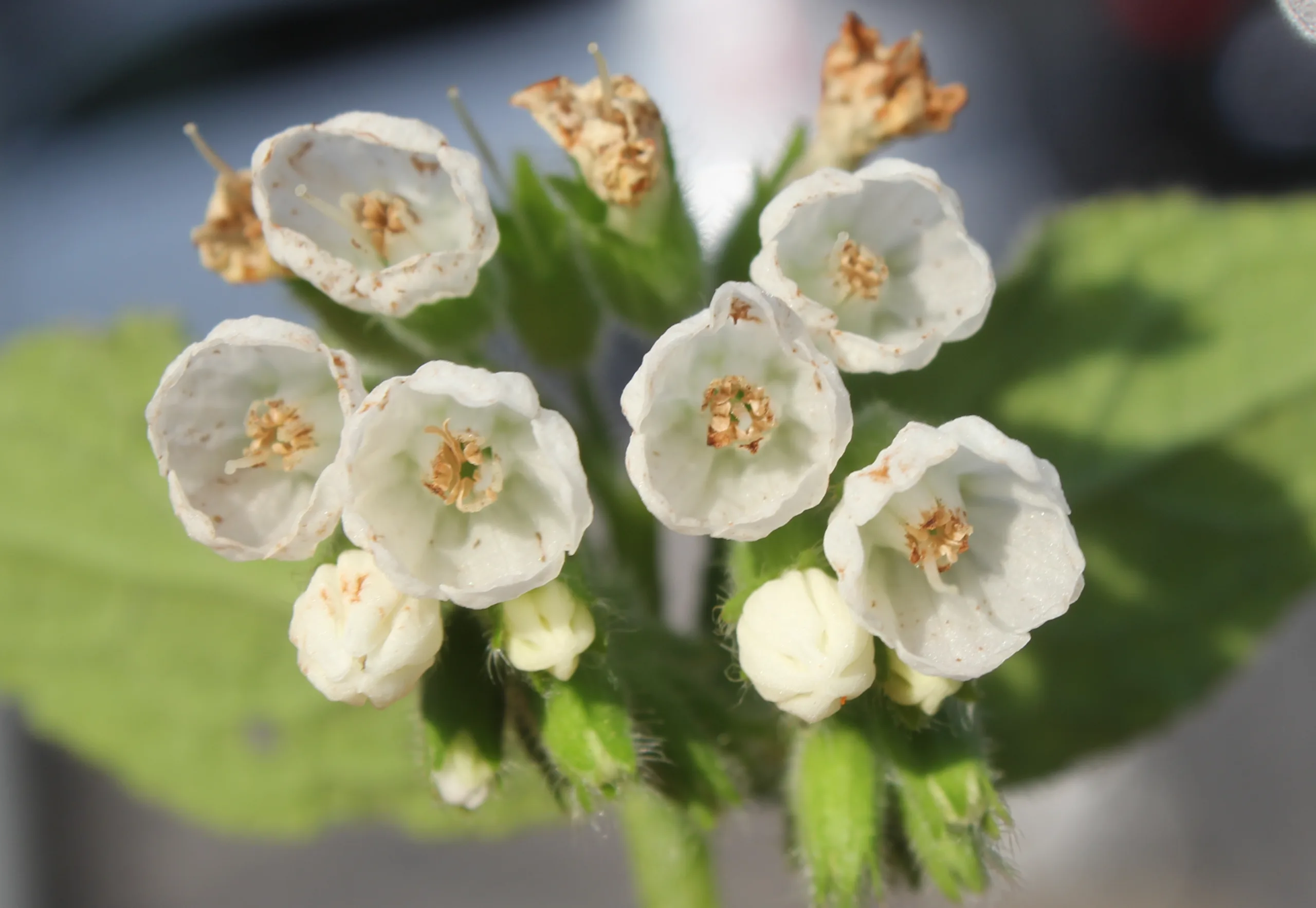 Symphytum orientale