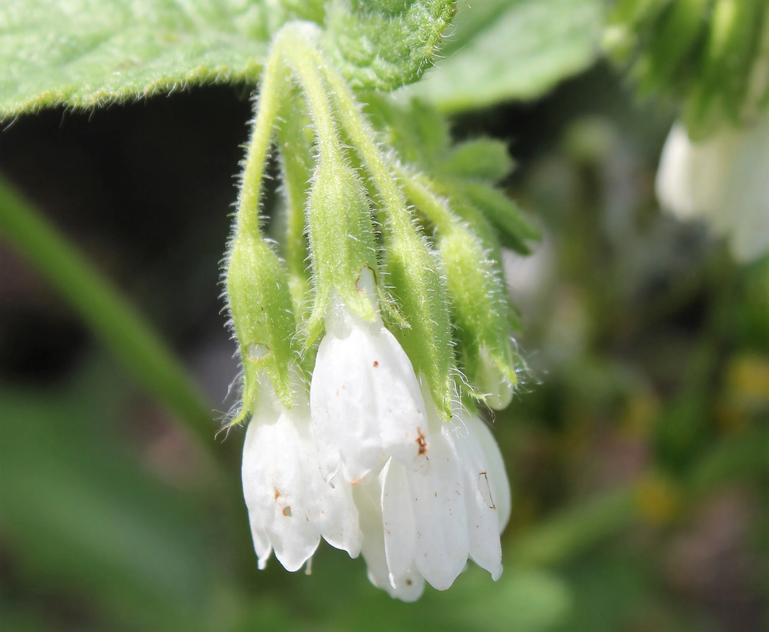 Symphytum orientale