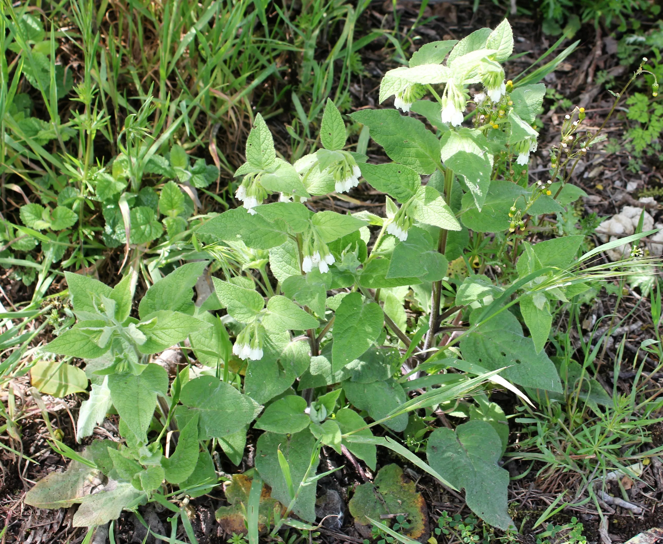 Symphytum orientale