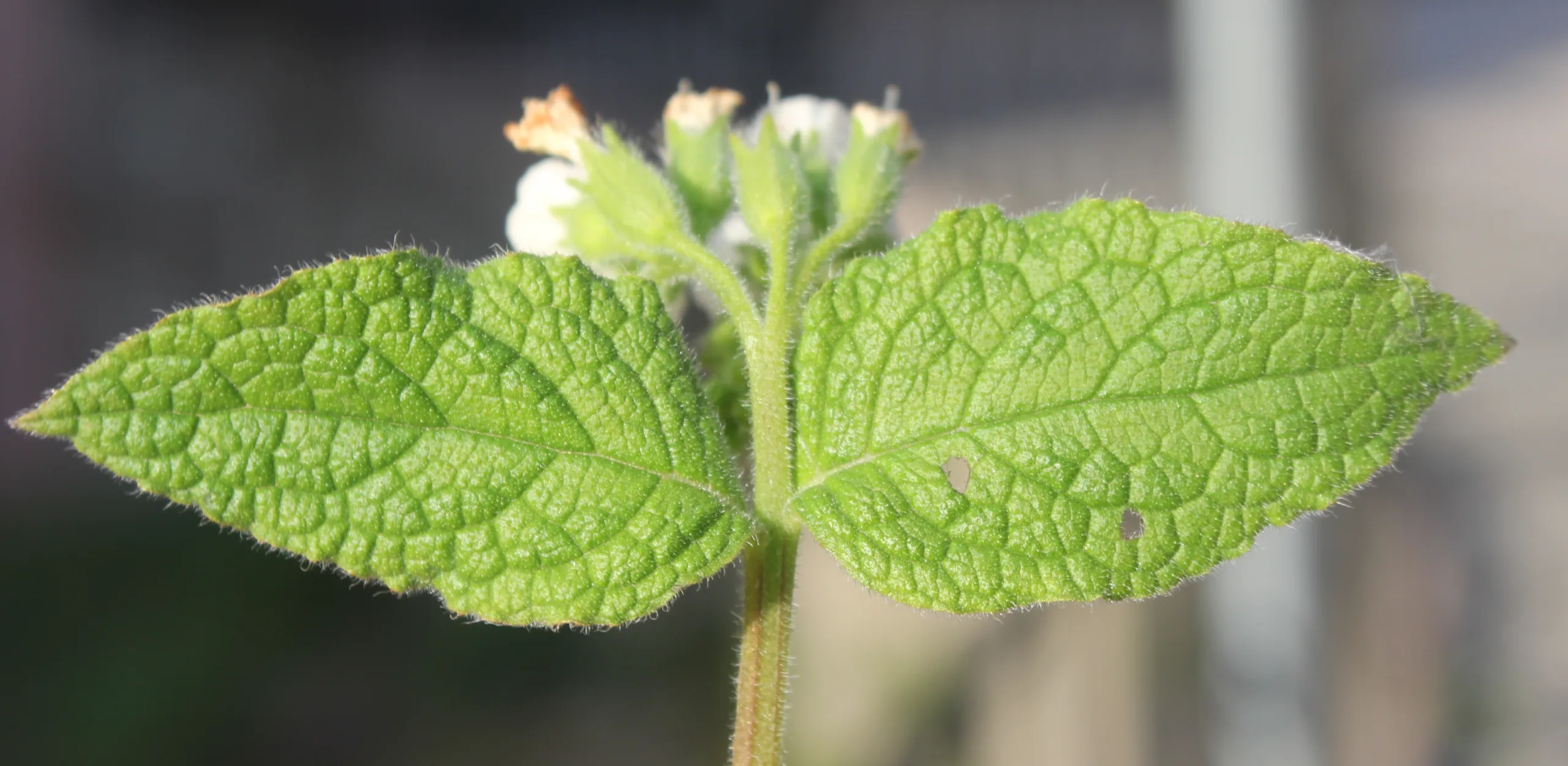 Symphytum orientale