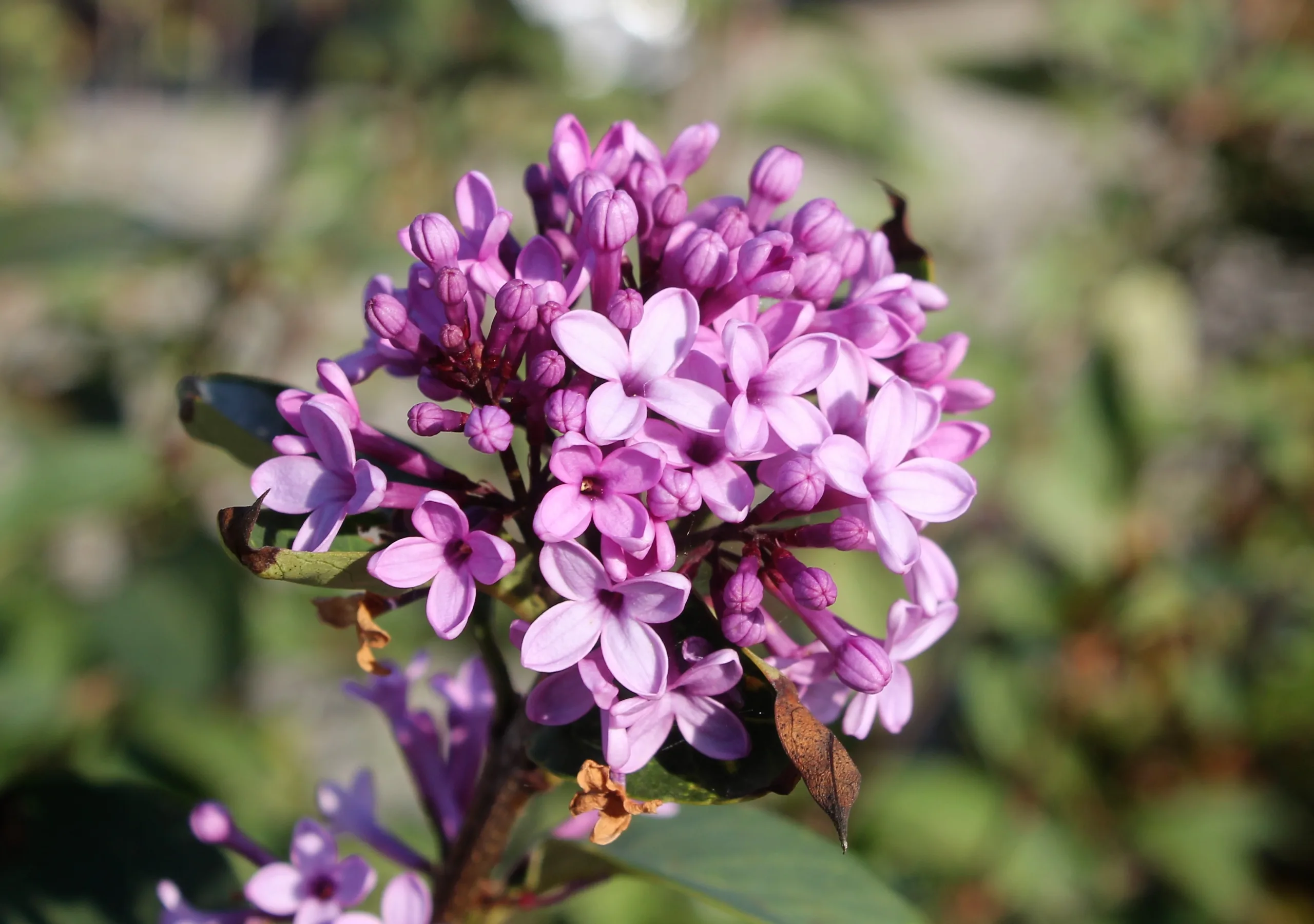 Syringa vulgaris