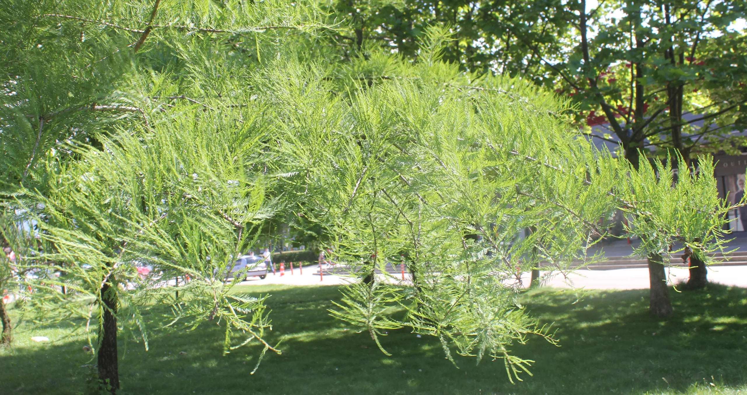 Taxodium distichum