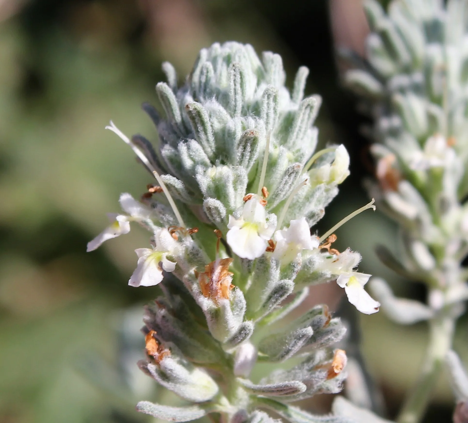 Teucrium capitatum