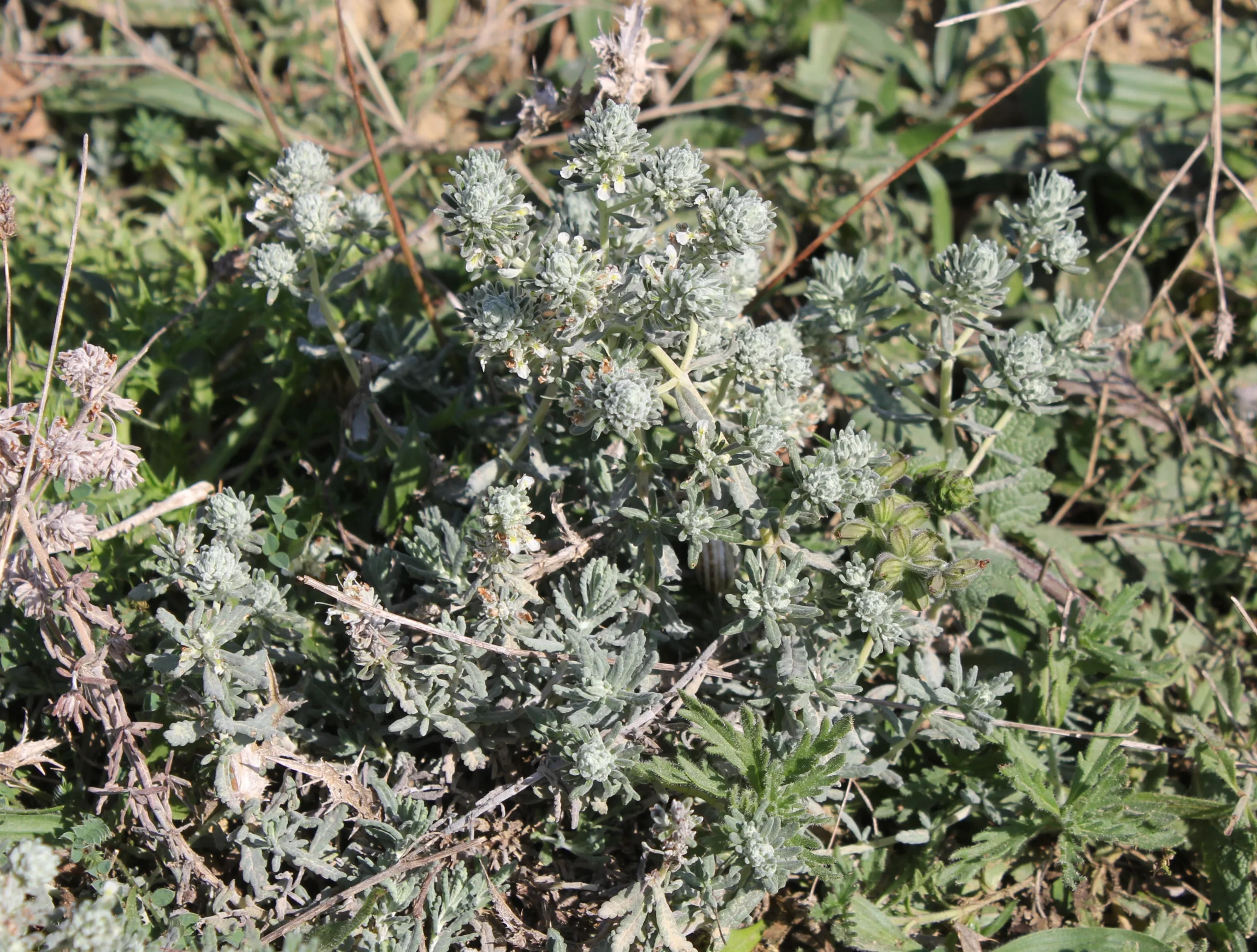 Teucrium capitatum