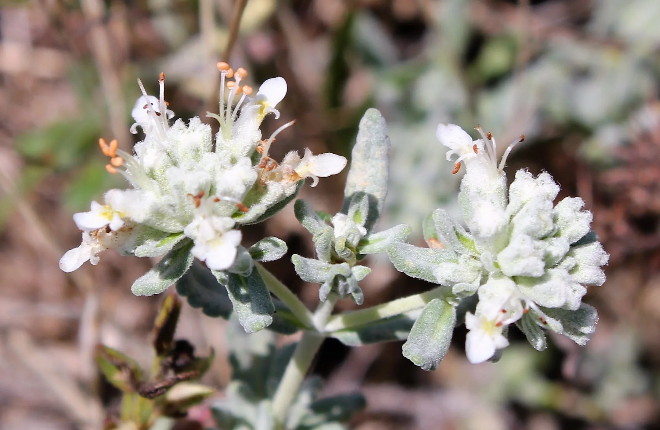 Teucrium capitatum