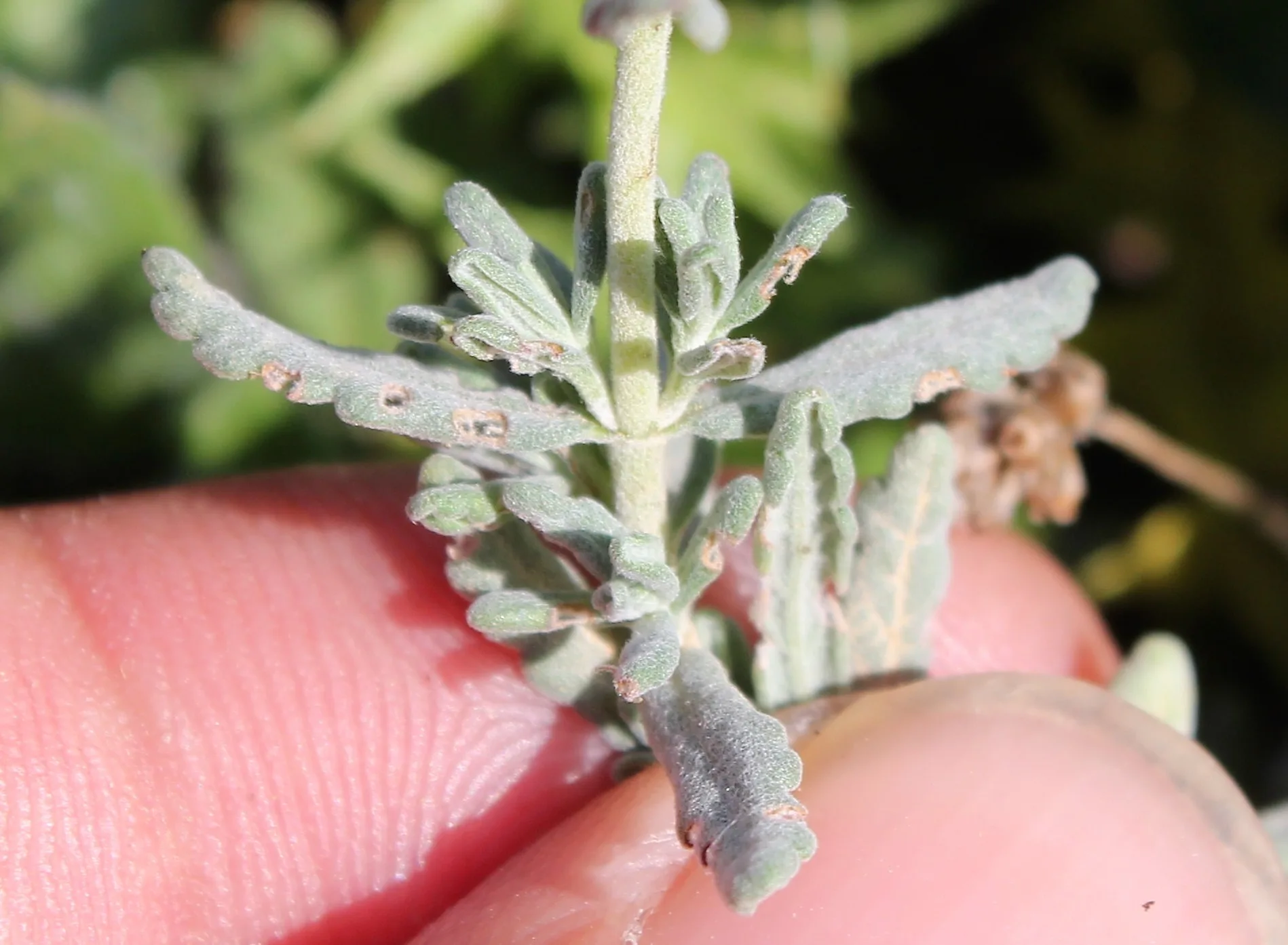 Teucrium capitatum
