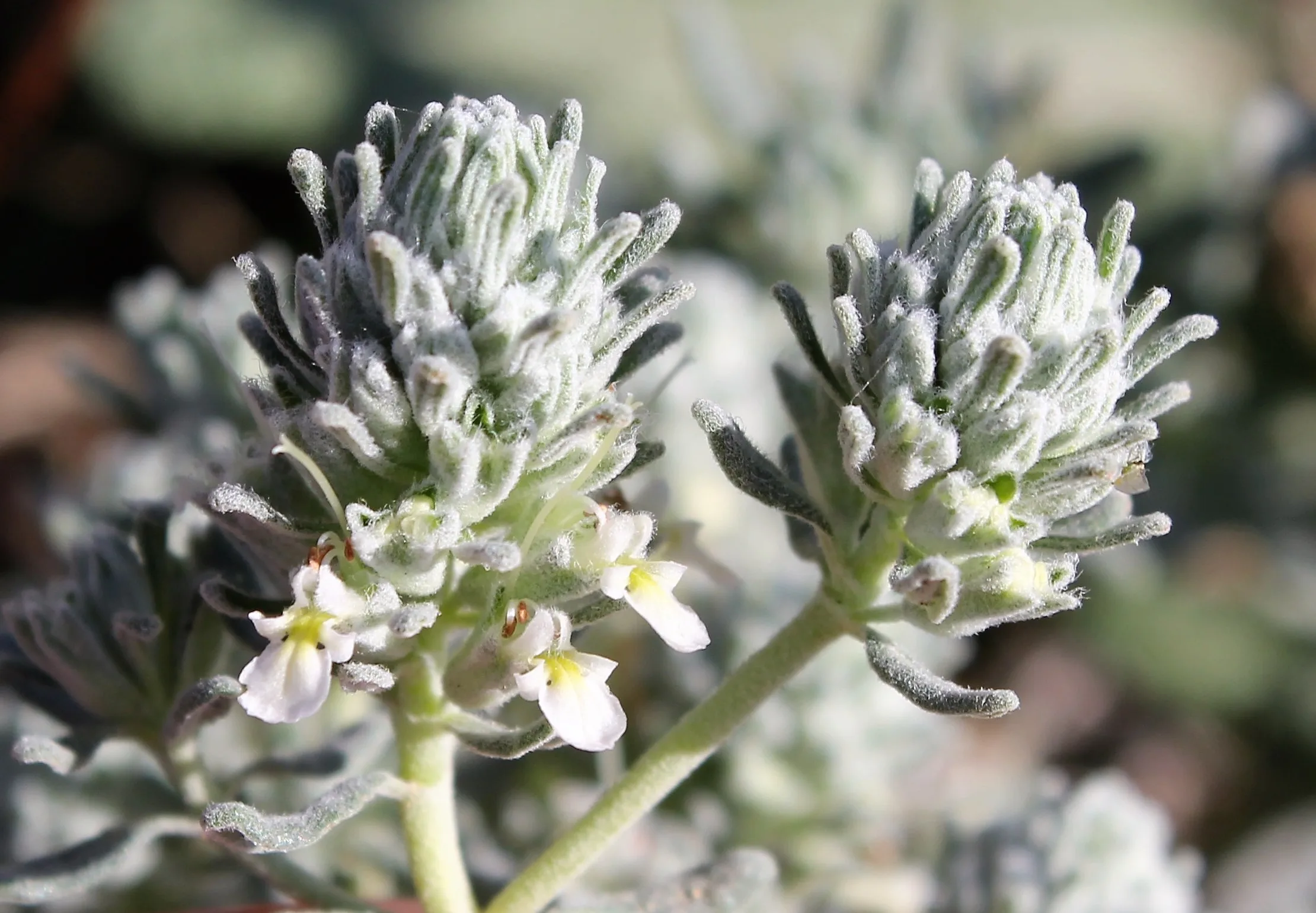 Teucrium capitatum