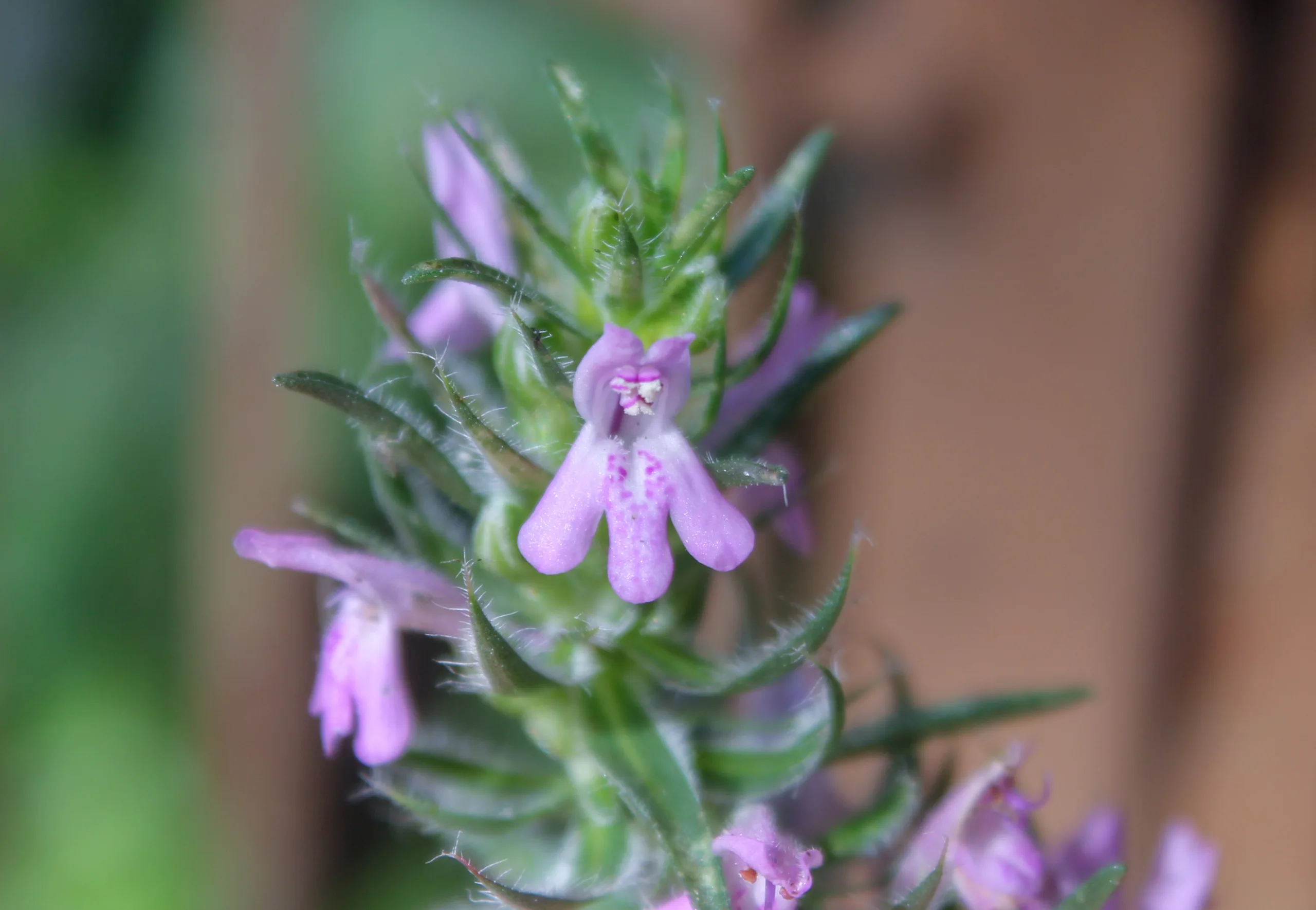 Thymbra spicata