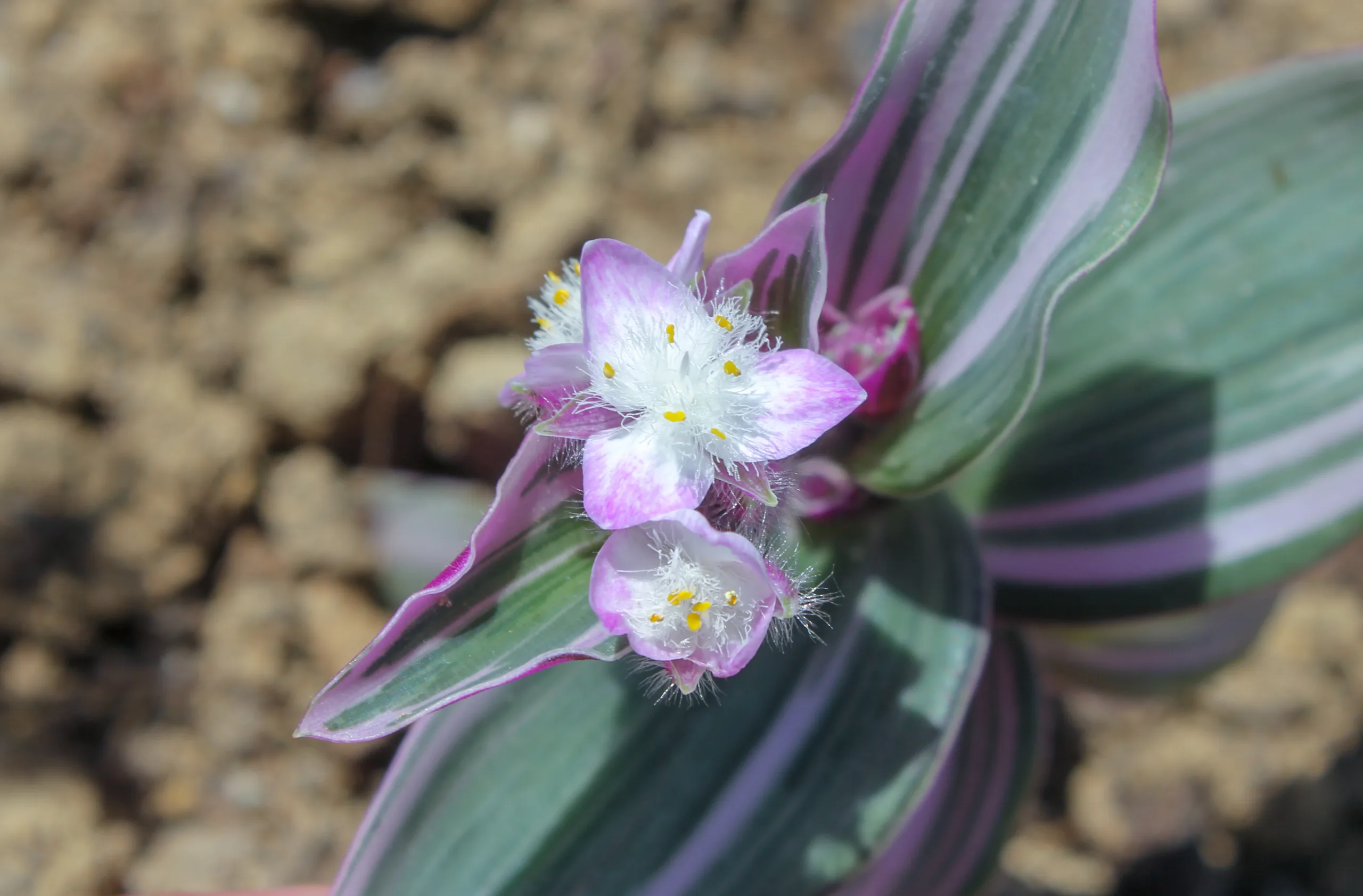 Tradescantia fluminensis