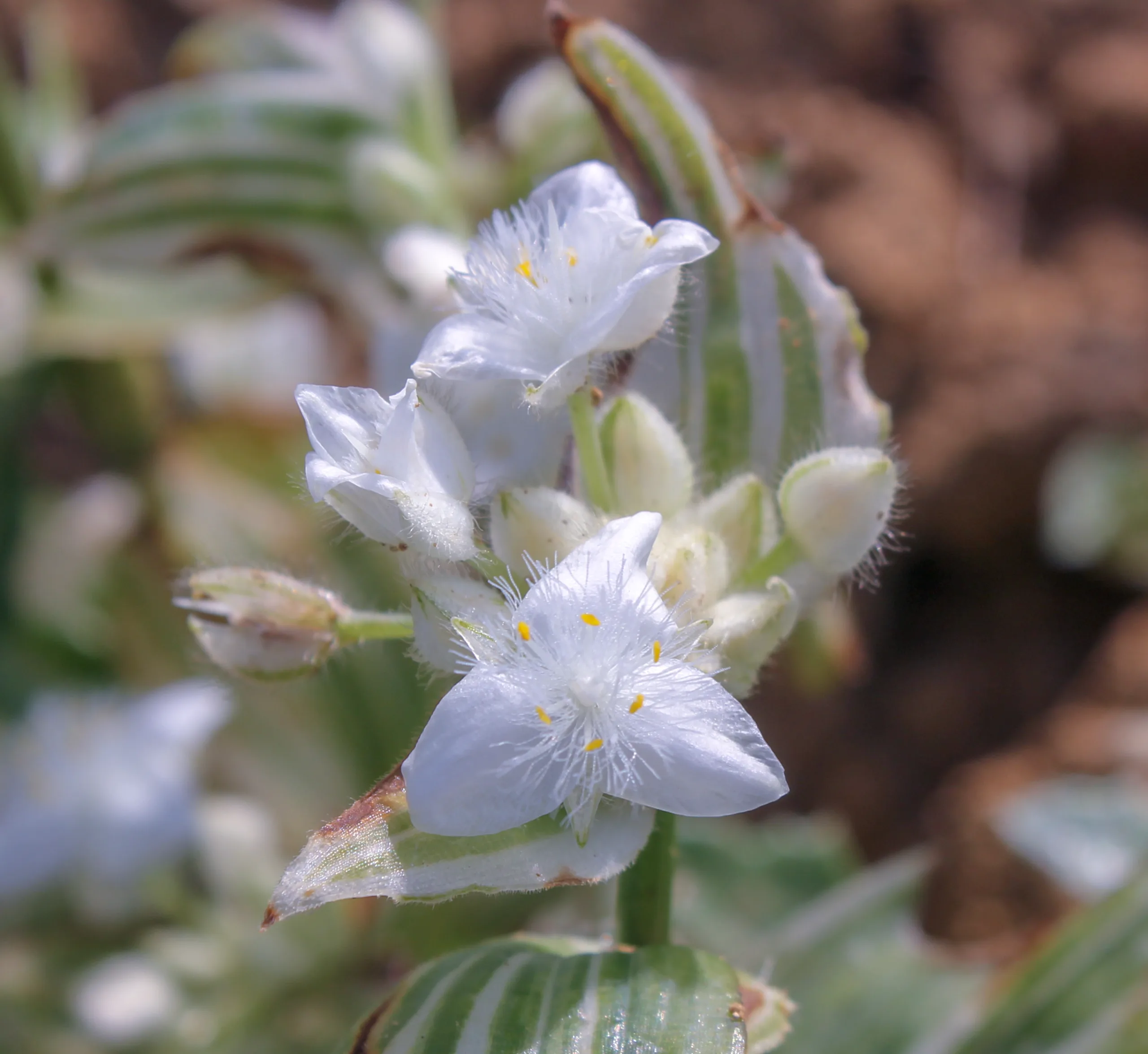 Tradescantia fluminensis