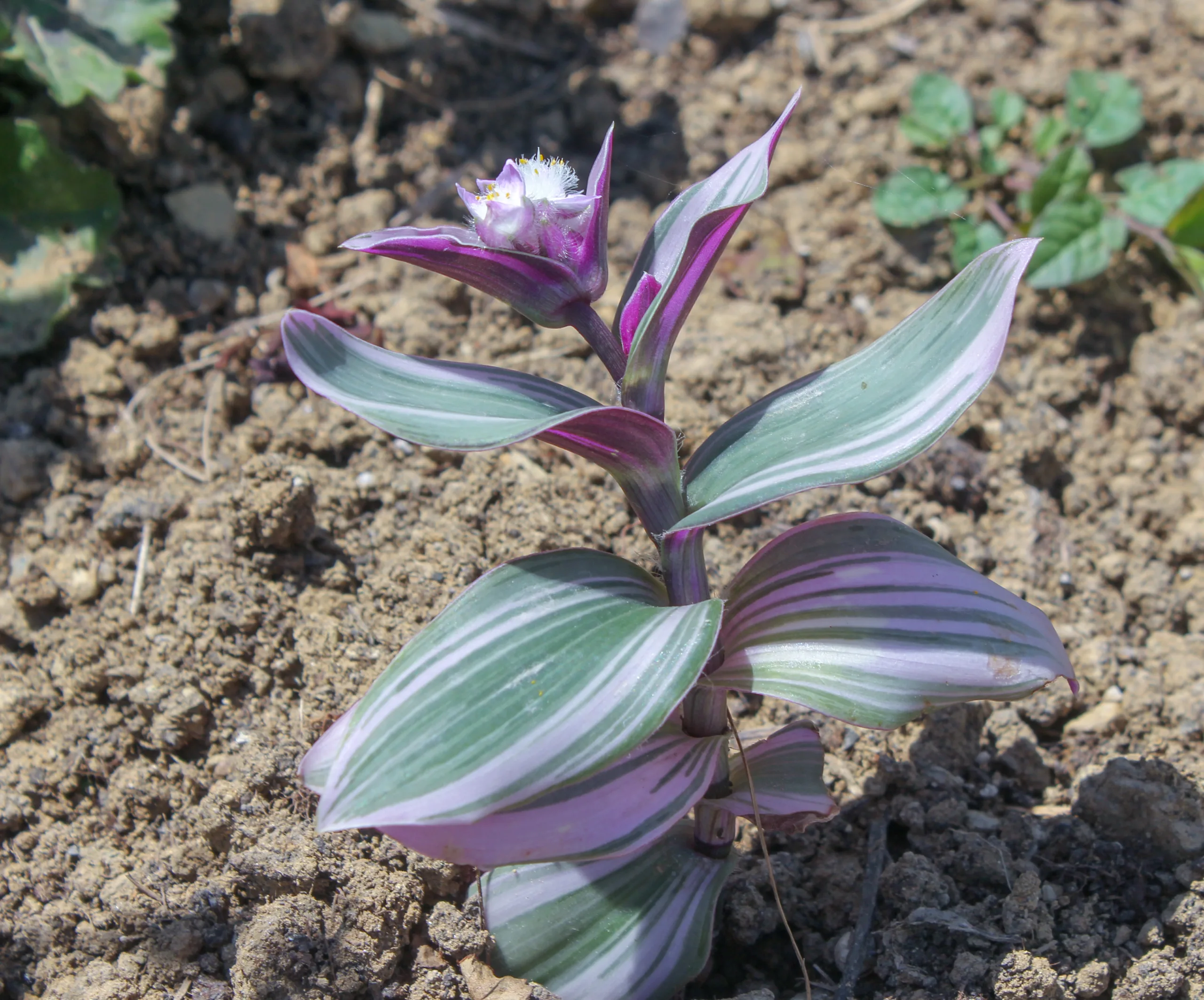 Tradescantia fluminensis