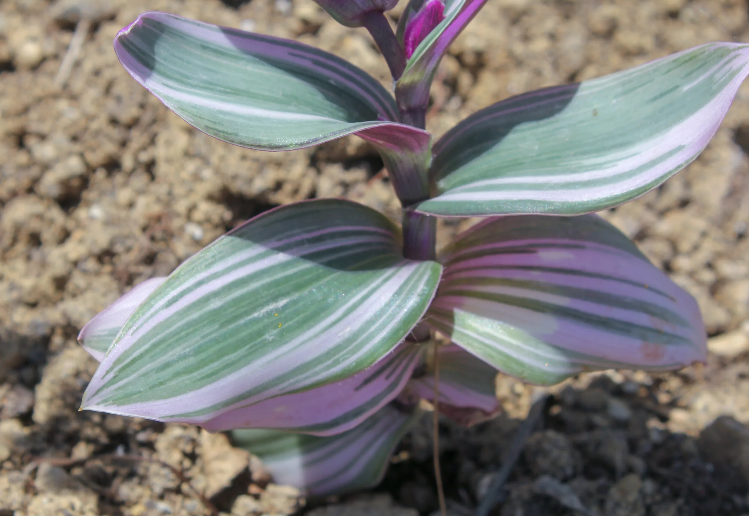 Tradescantia fluminensis