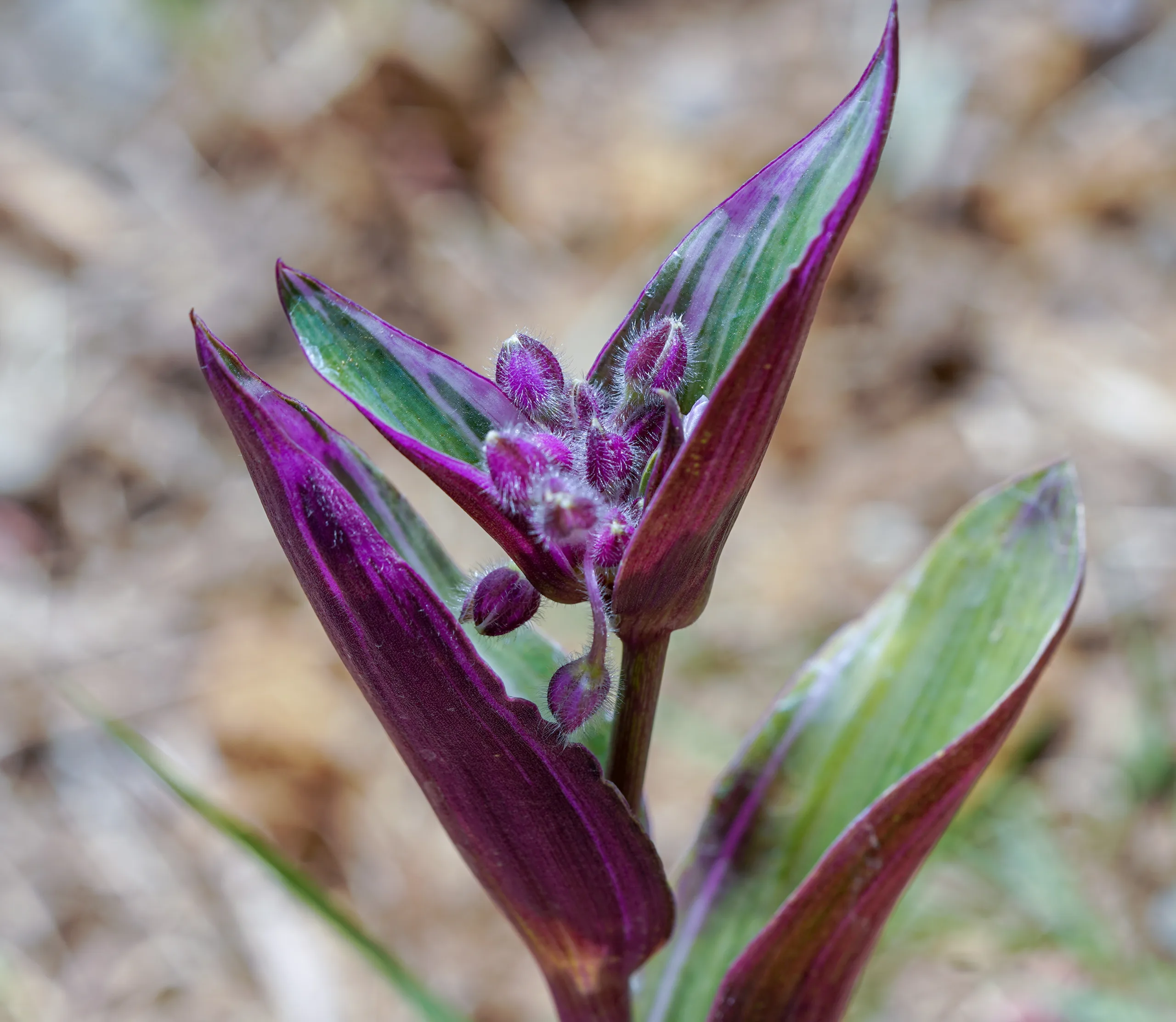 Tradescantia fluminensis