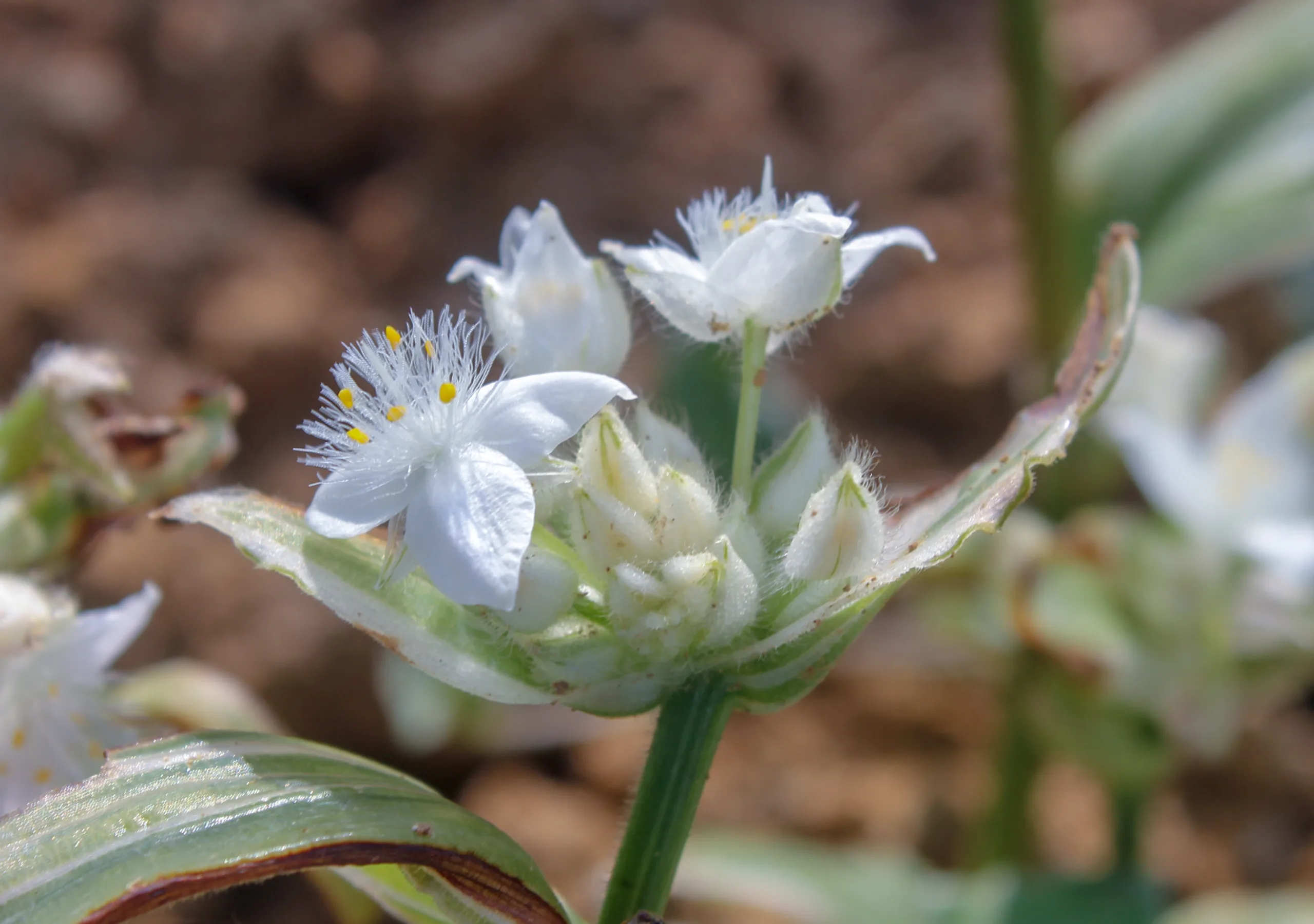 Tradescantia fluminensis