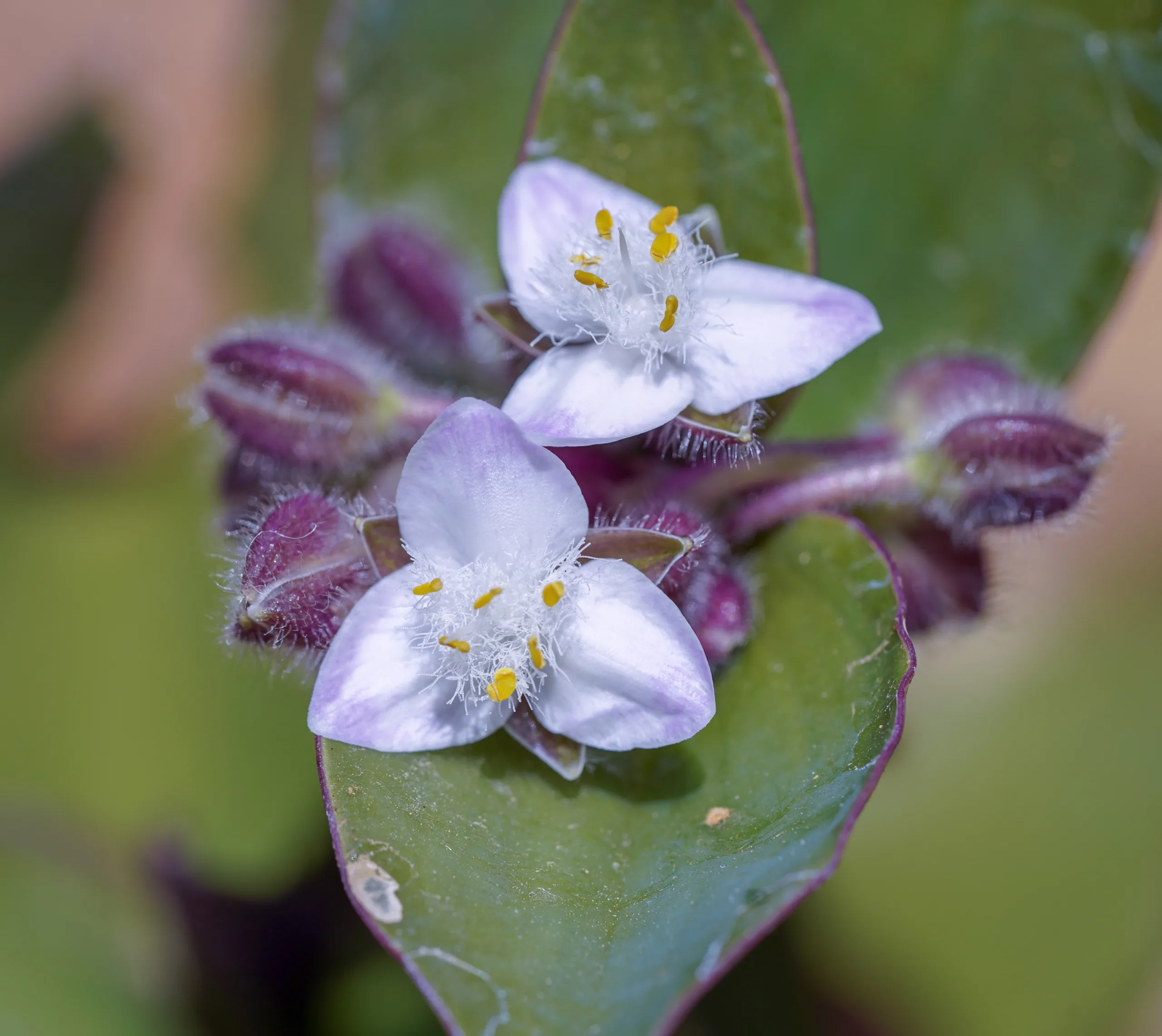 Tradescantia fluminensis