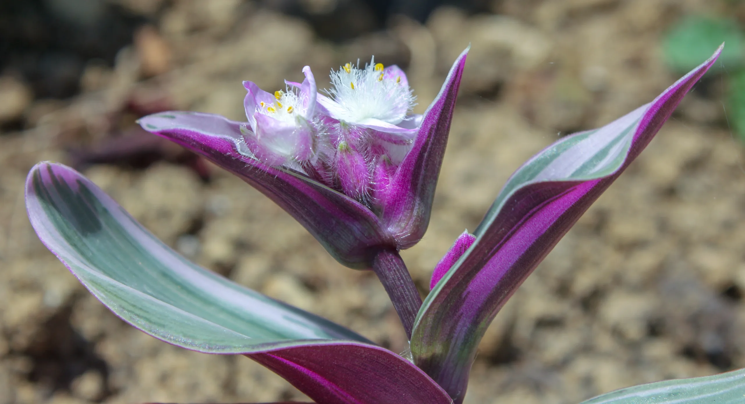 Tradescantia fluminensis