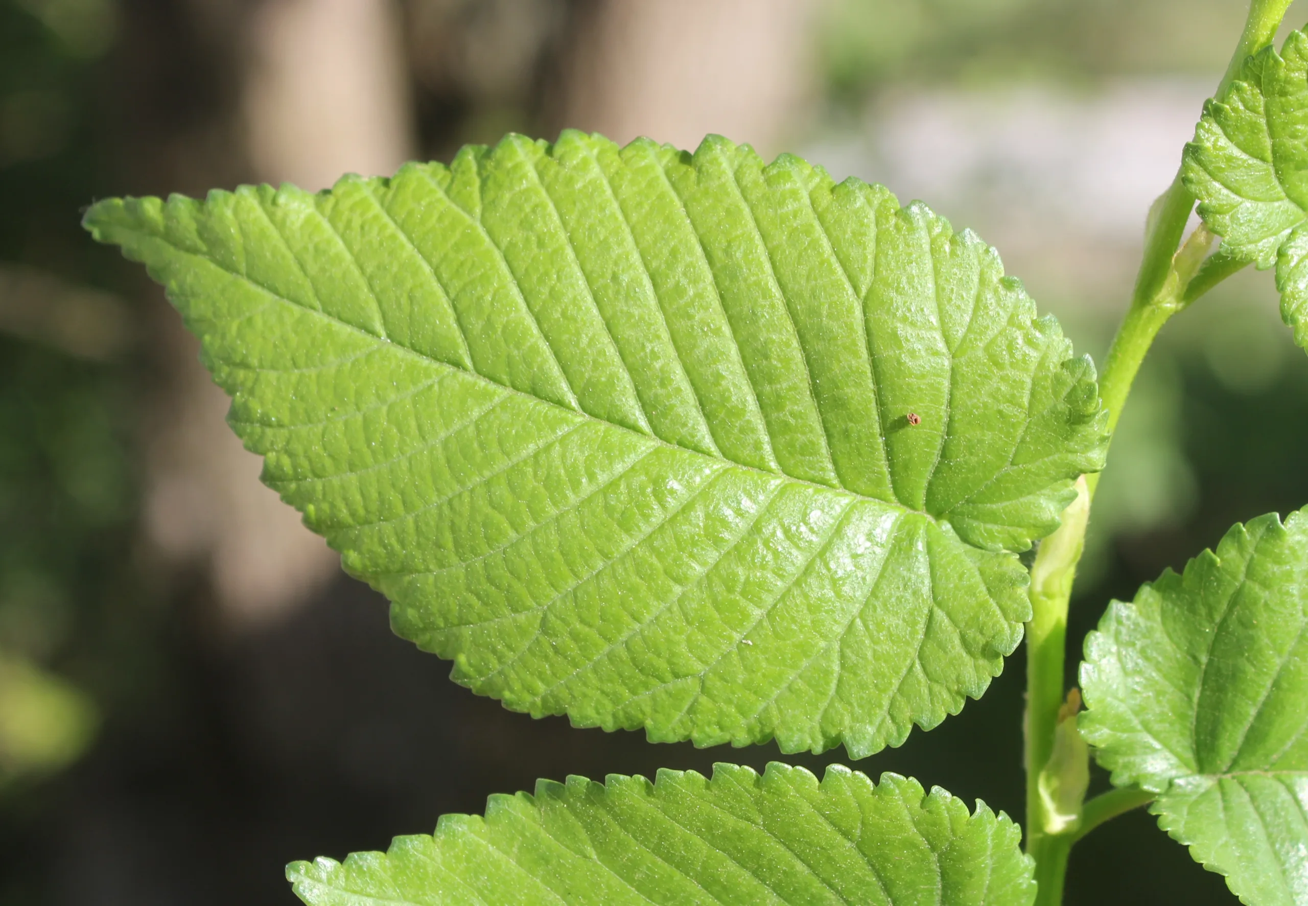 Ulmus minor