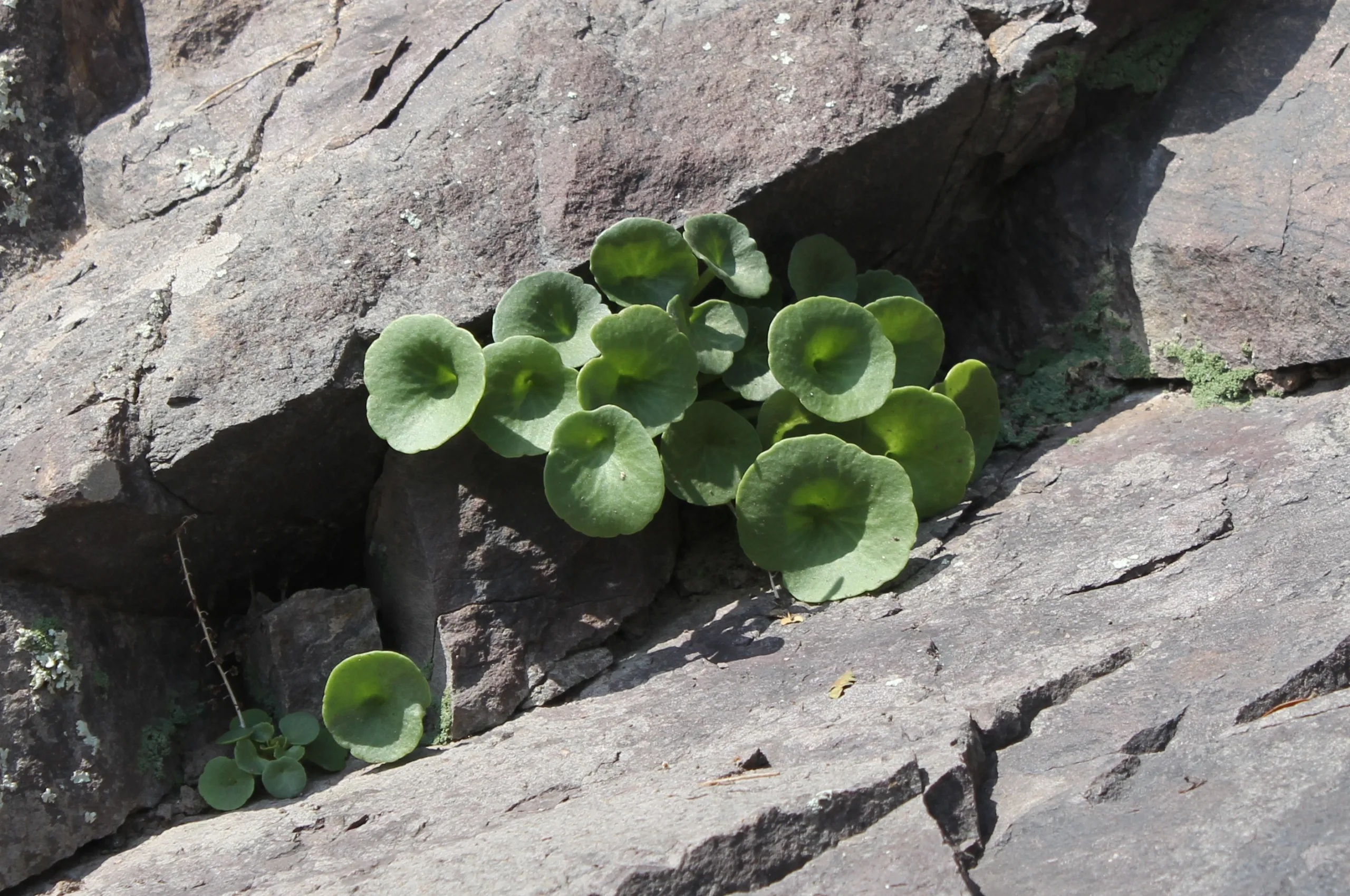 Umbilicus rupestris
