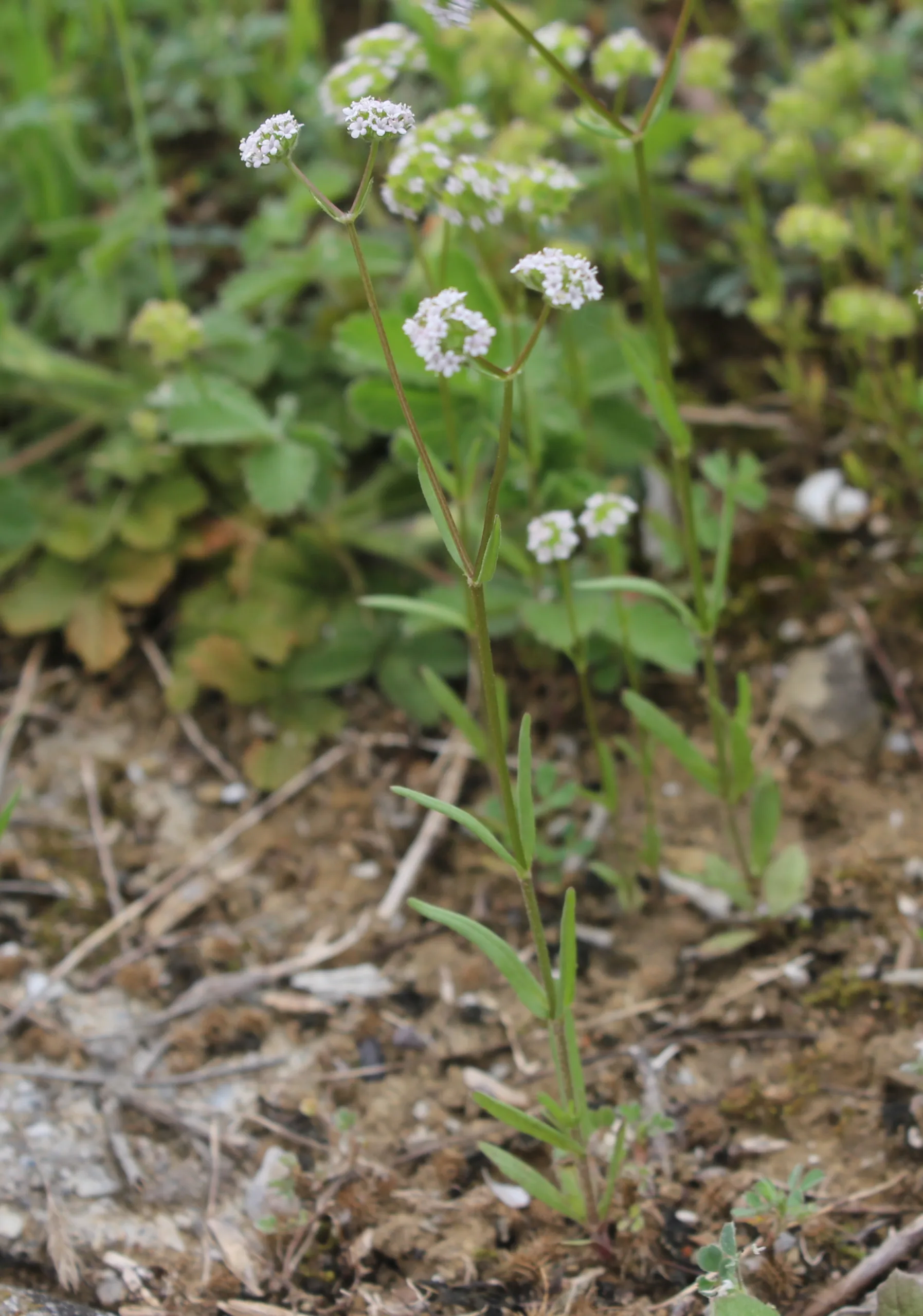 Valeriana coronata
