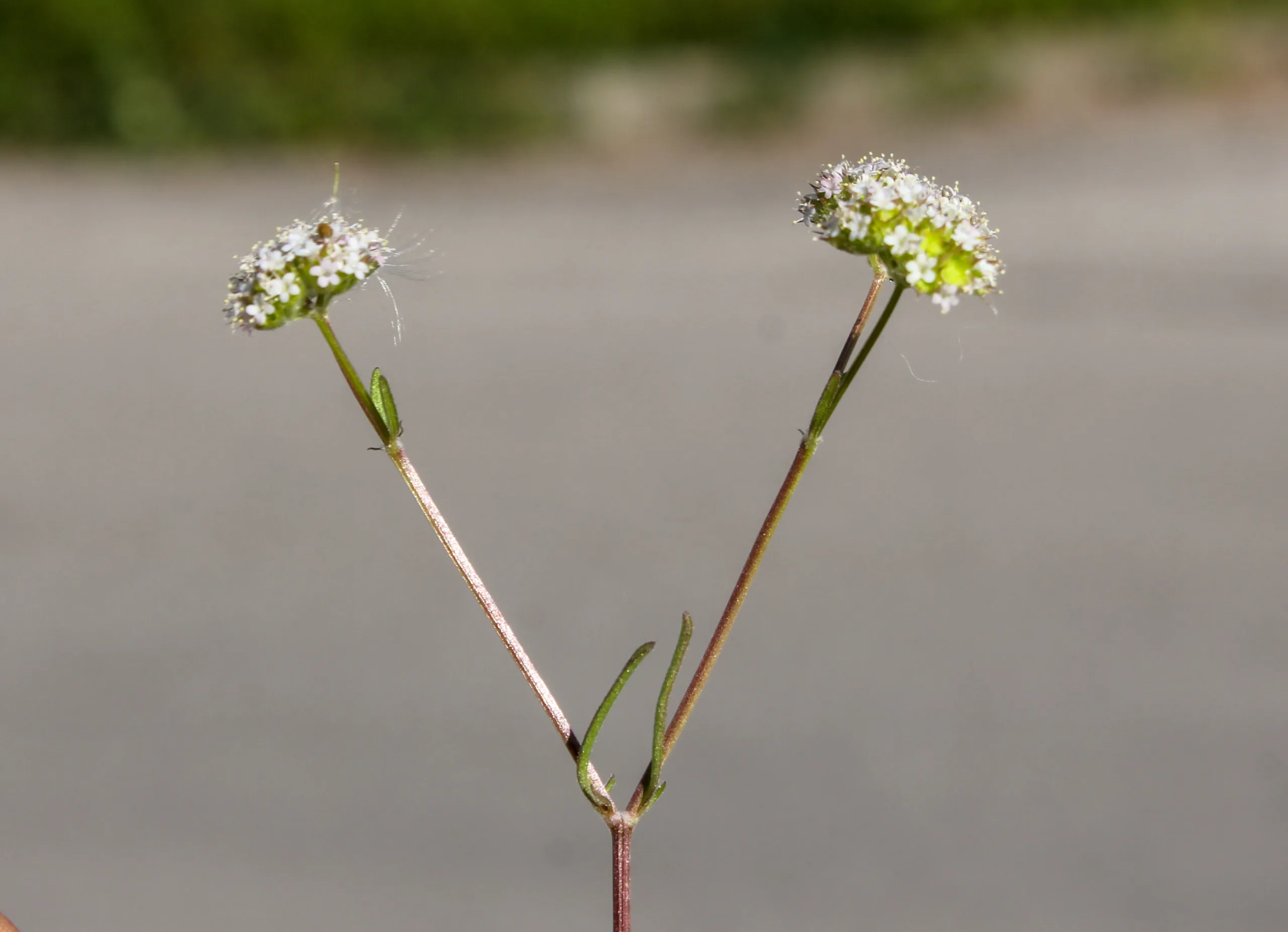Valeriana coronata