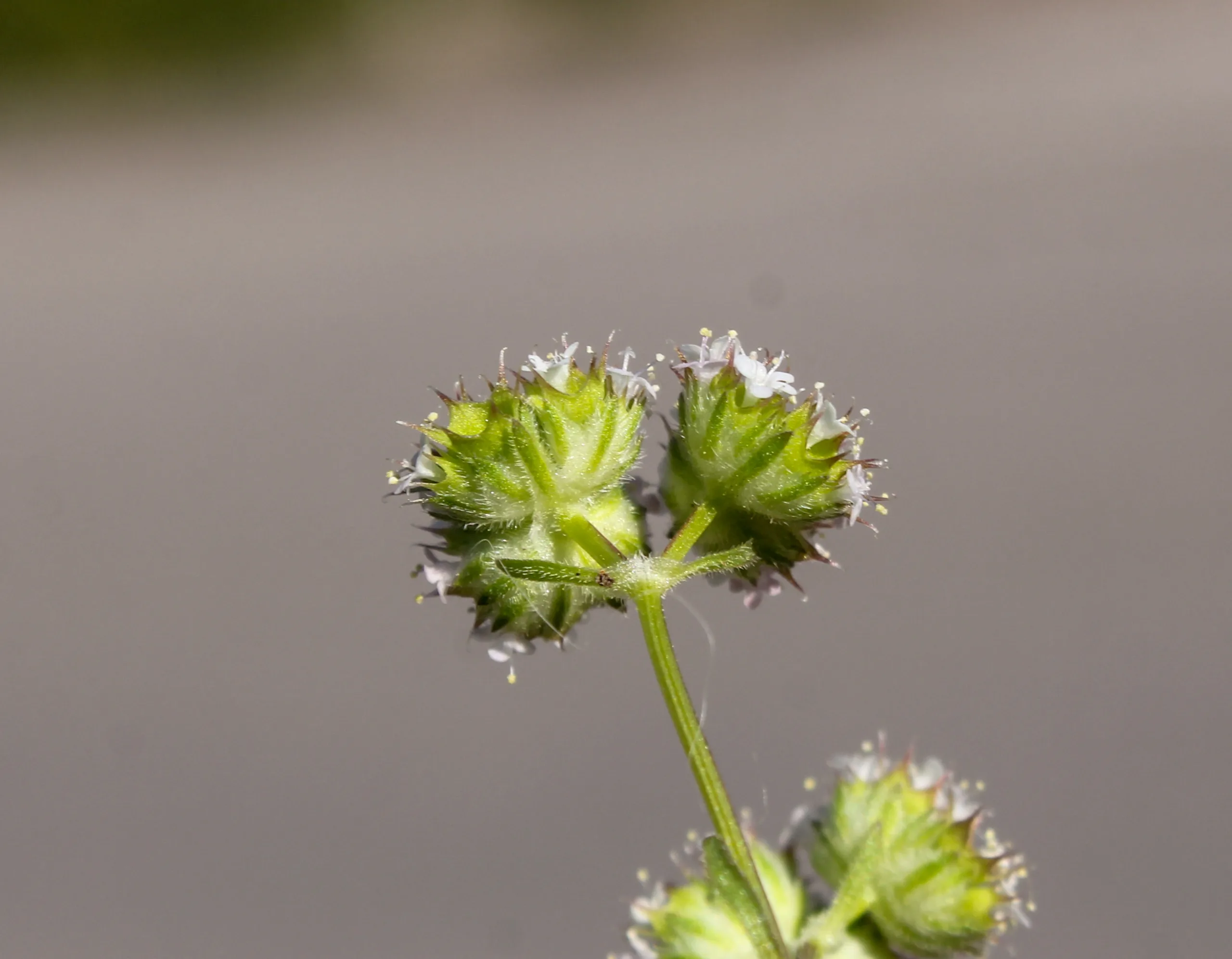 Valeriana coronata