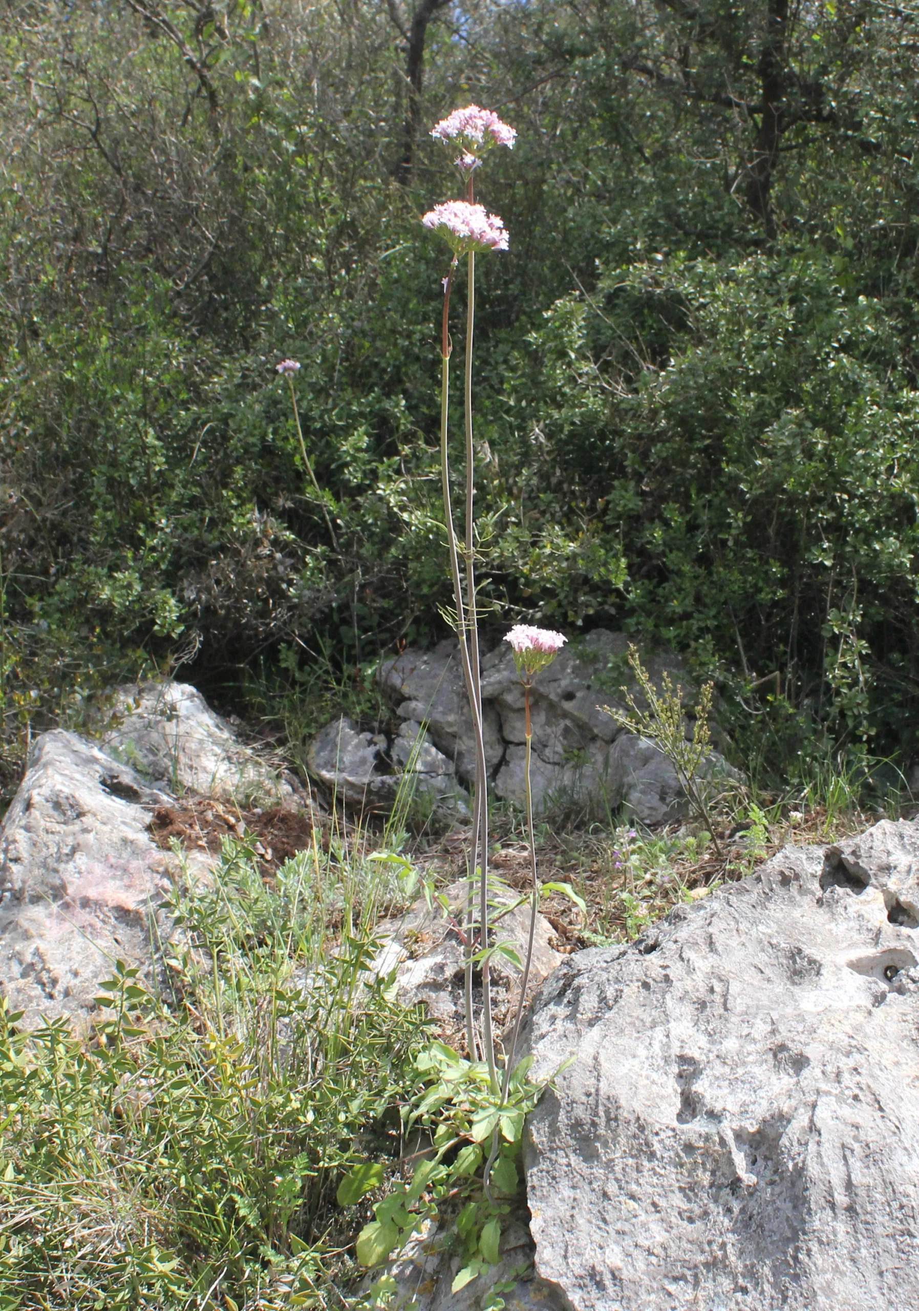 Valeriana italica