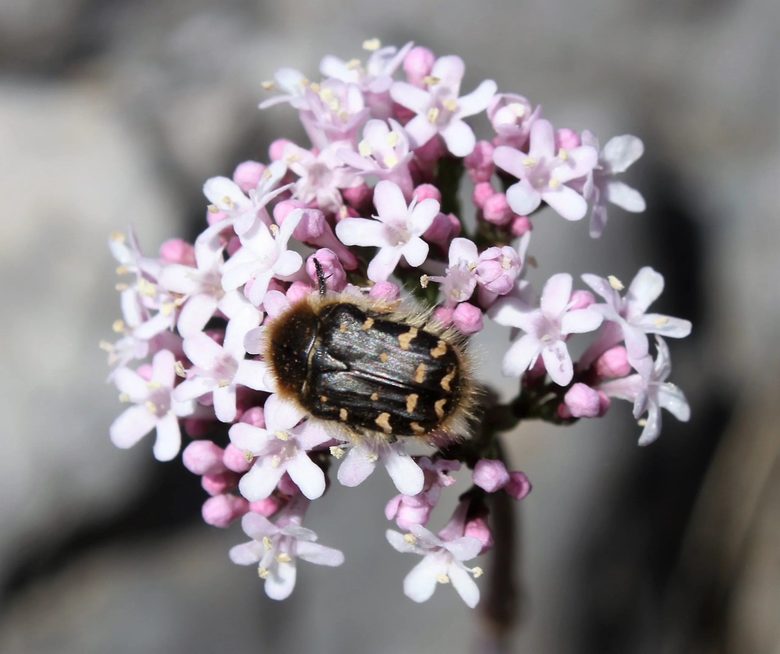 Valeriana italica