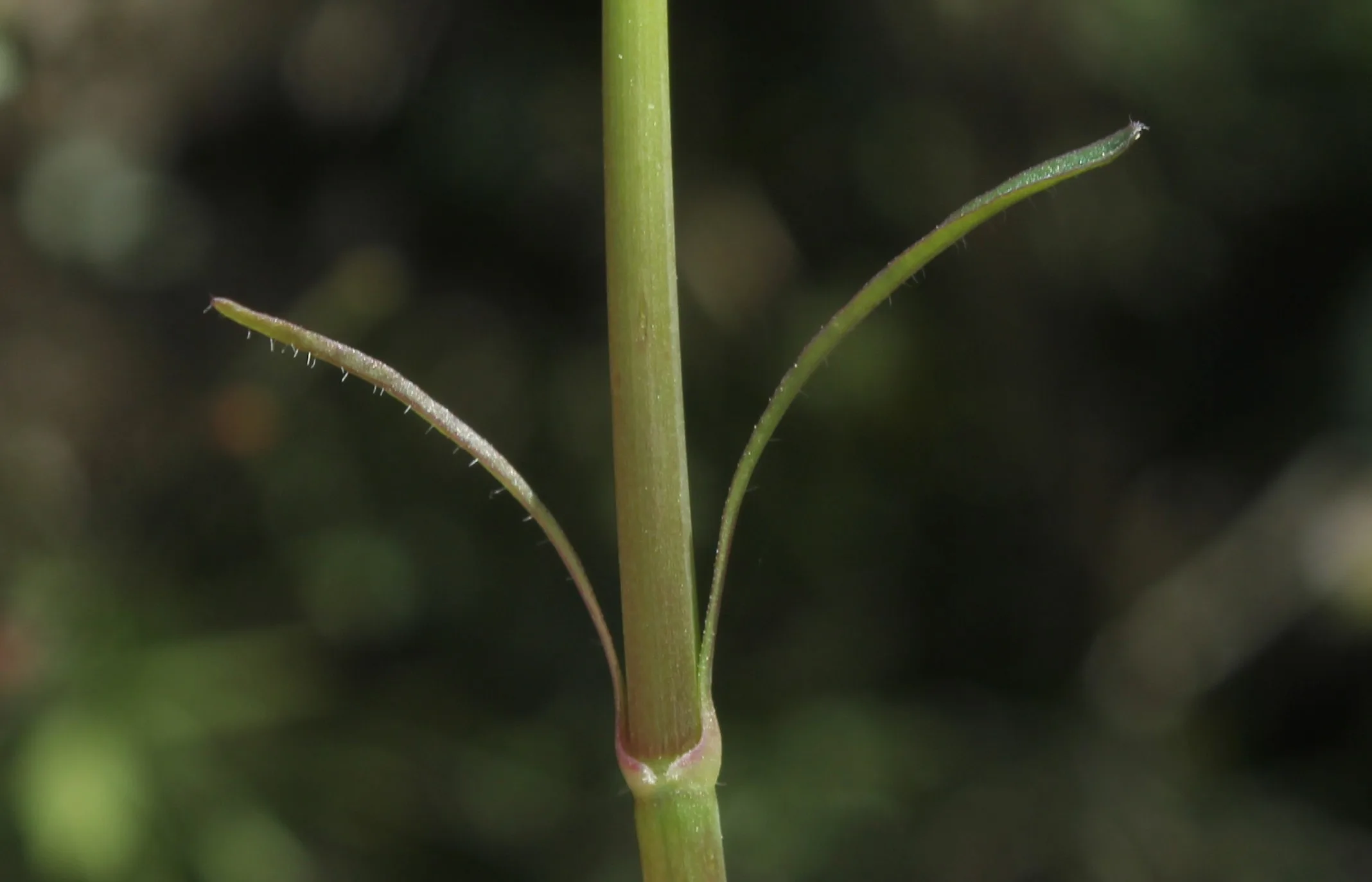 Valeriana italica