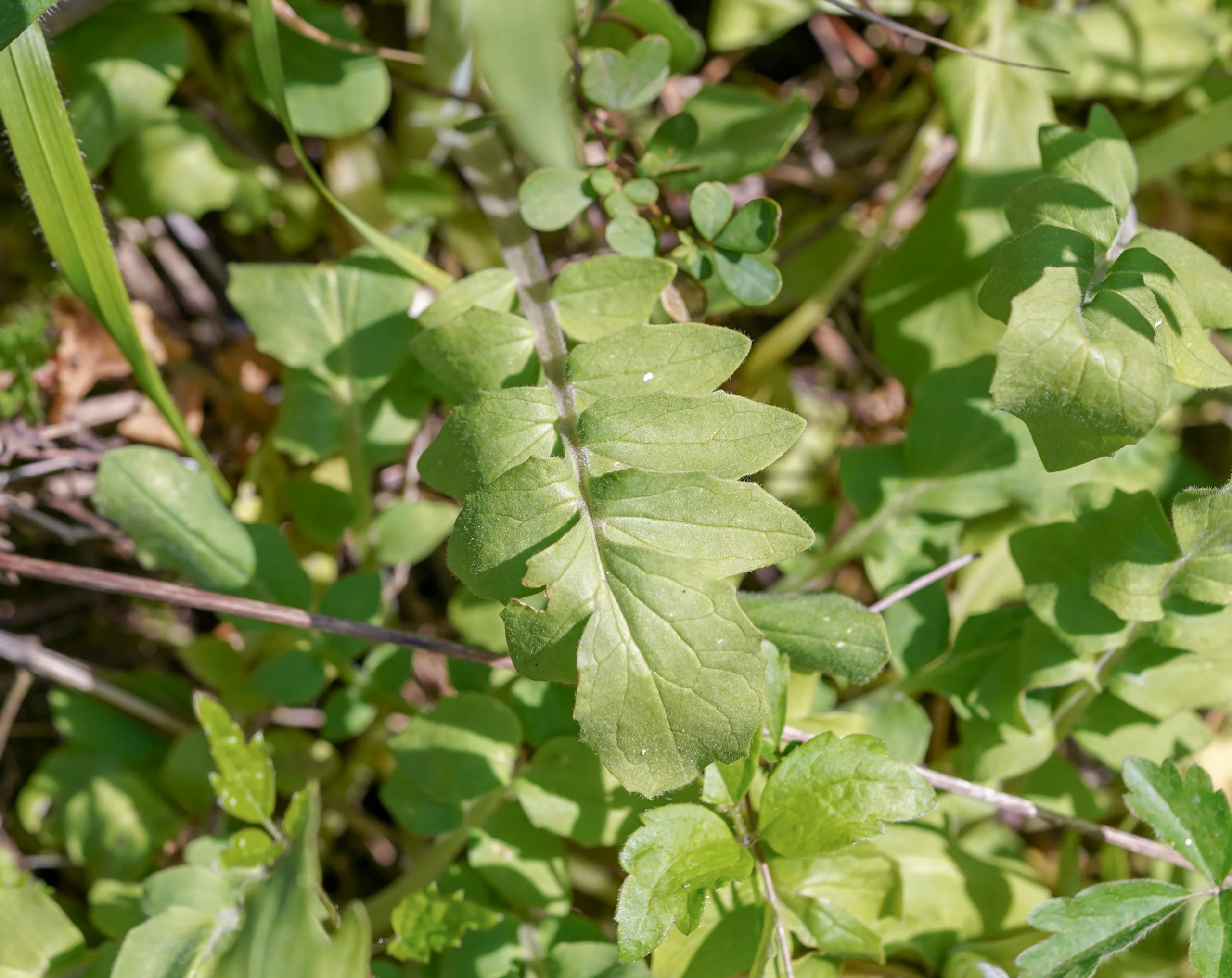 Valeriana italica