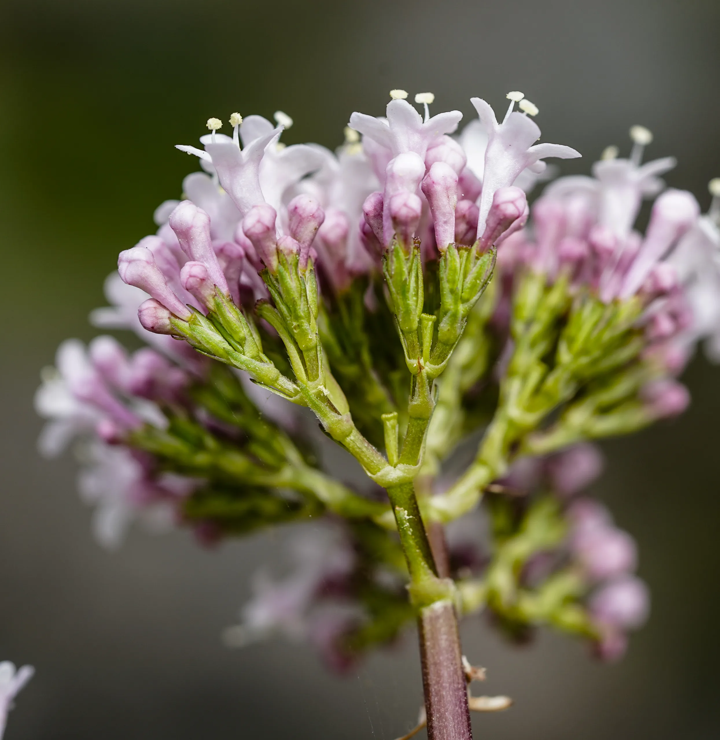Valeriana italica