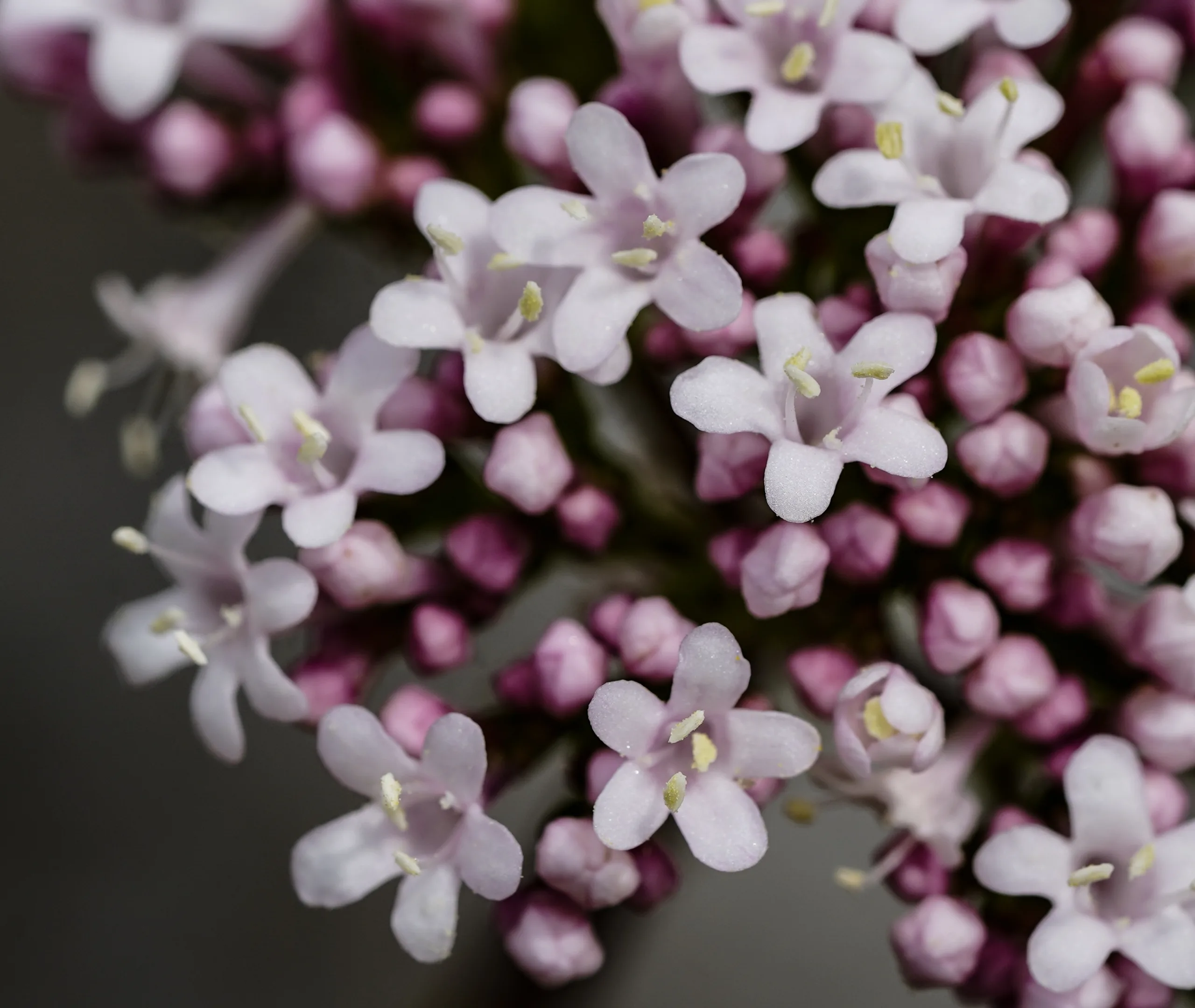 Valeriana italica