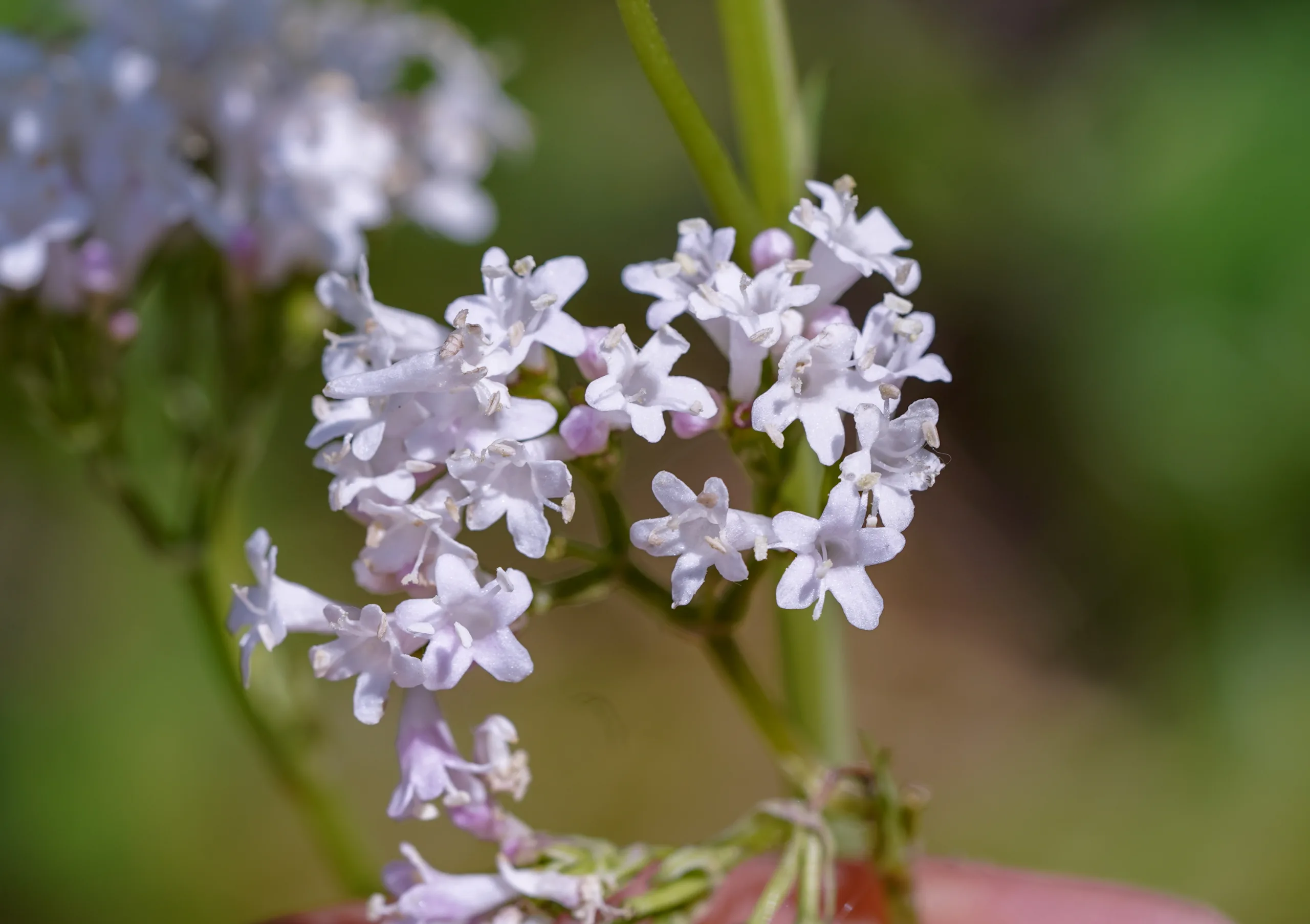 Valeriana italica