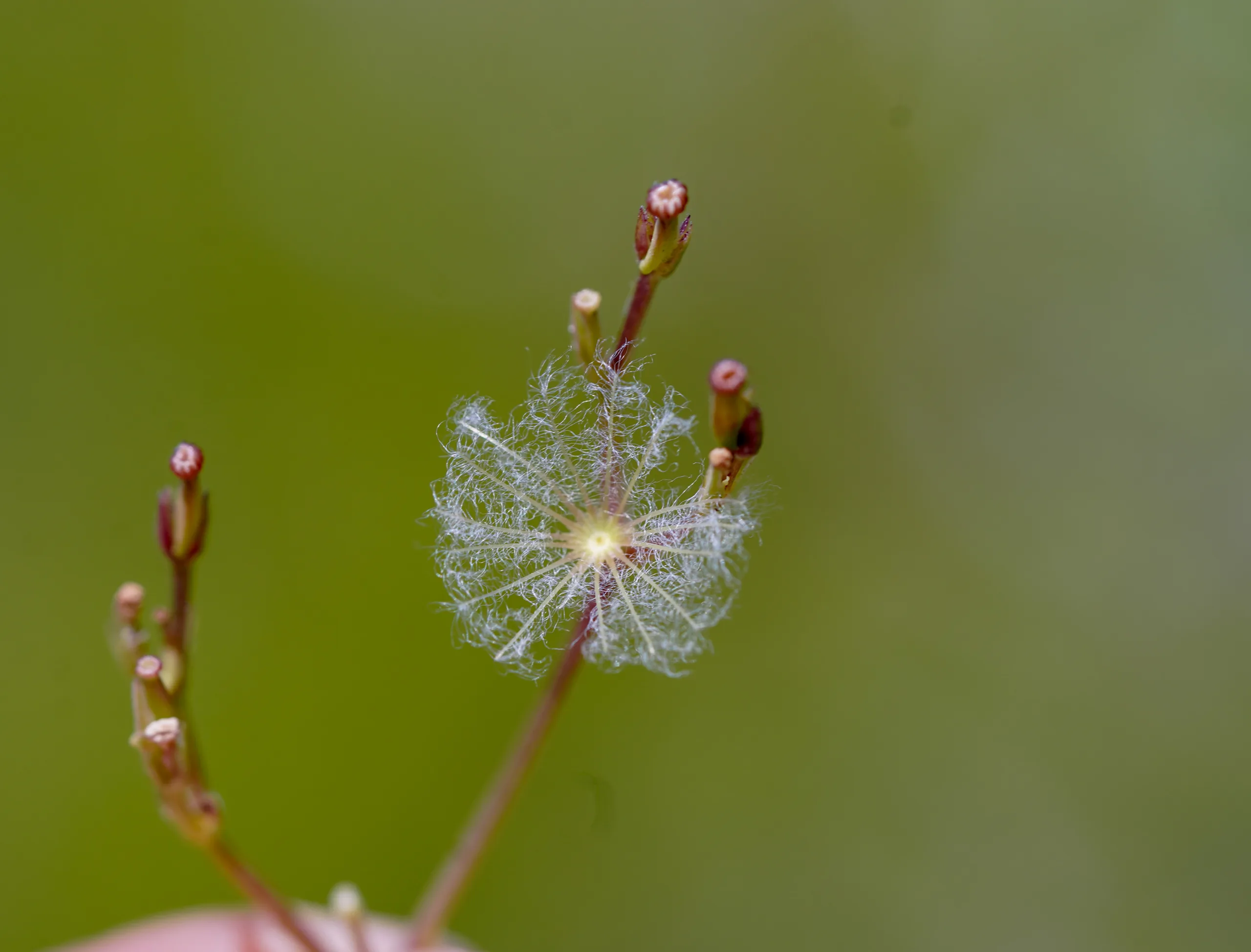 Valeriana italica