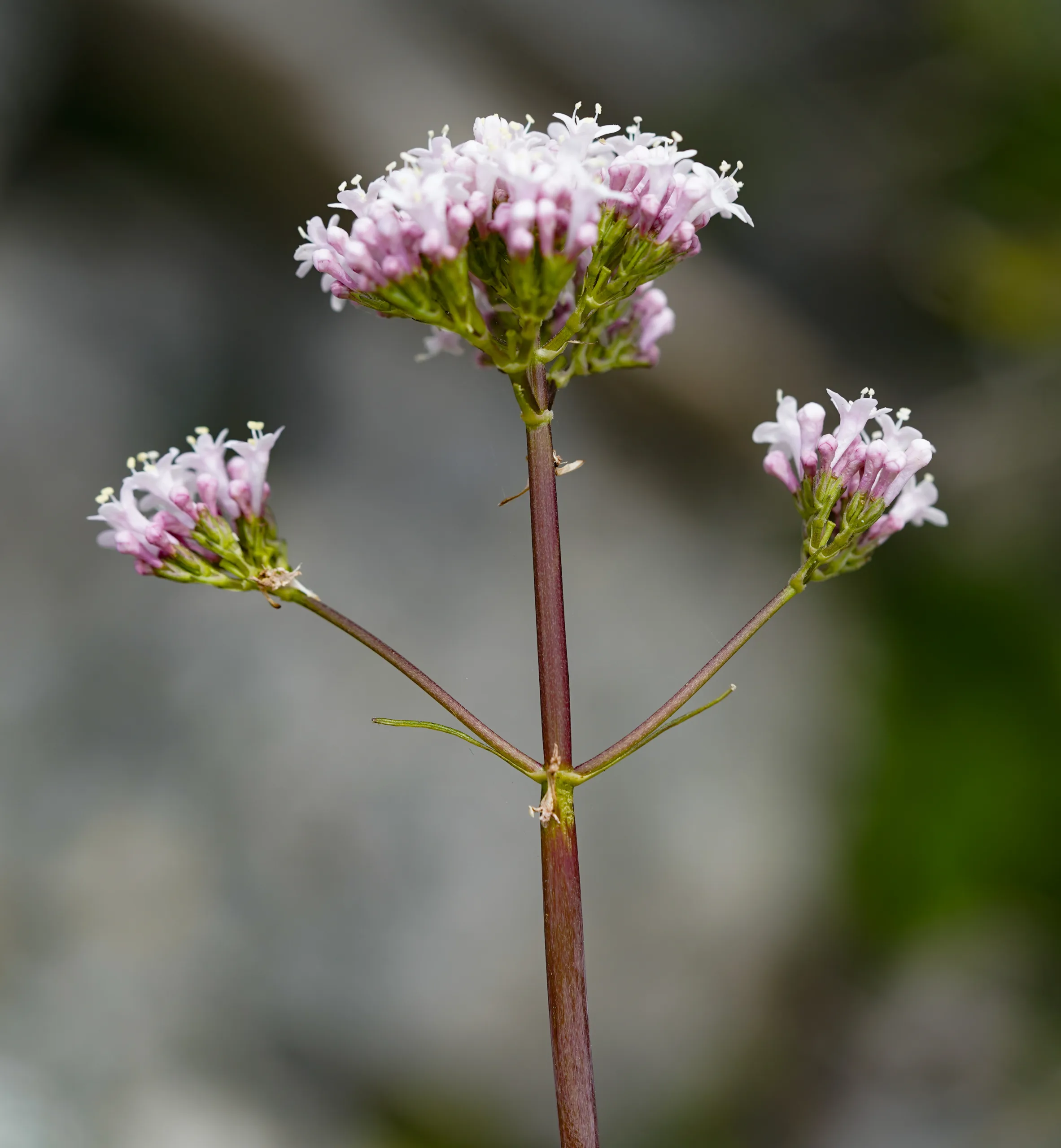 Valeriana italica